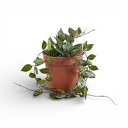 Hoya krohniana 'Black Leaves' potted plant in nursery pot on white background.