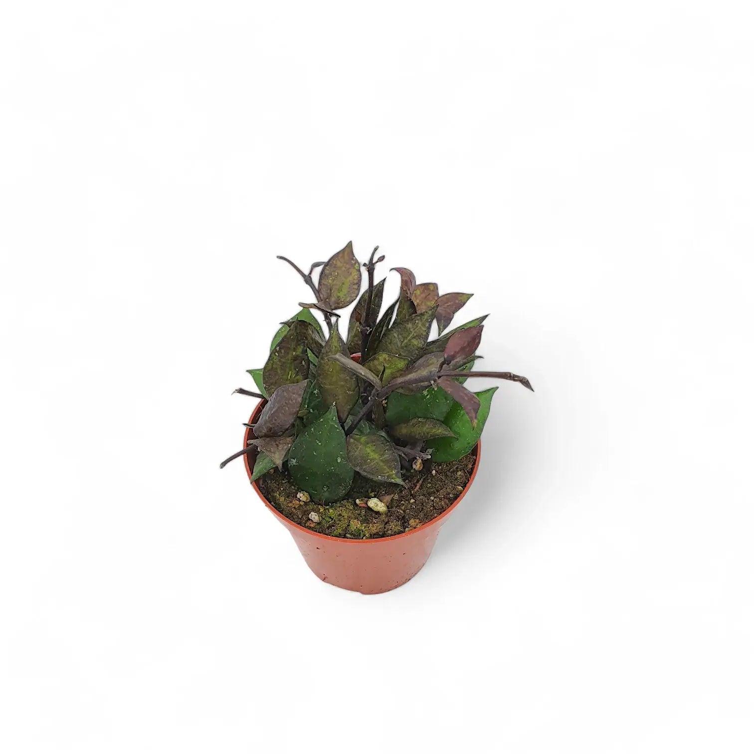 Hoya krohniana 'Black Leaves' potted plant in nursery pot on white background.