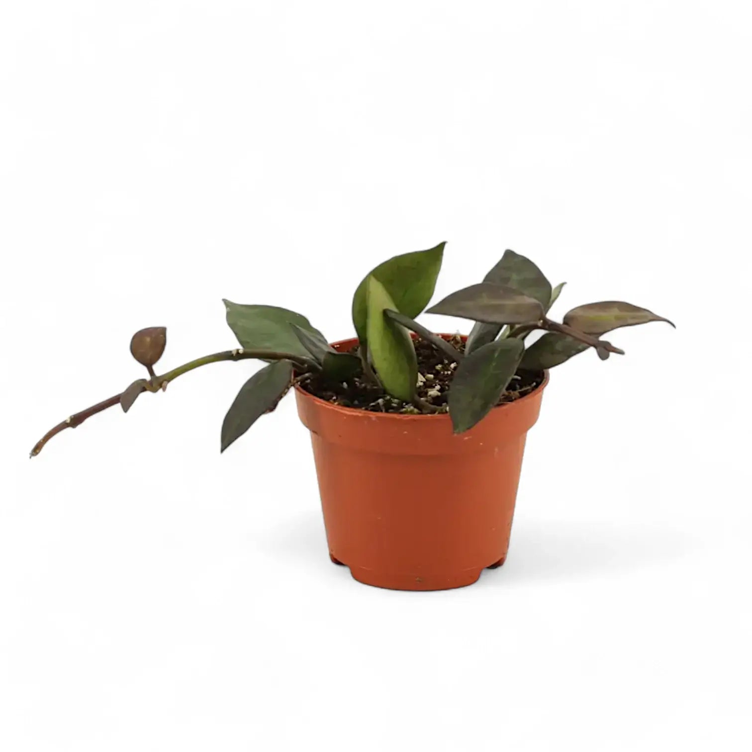 Hoya krohniana 'Black Leaves' potted plant in nursery pot on white background.