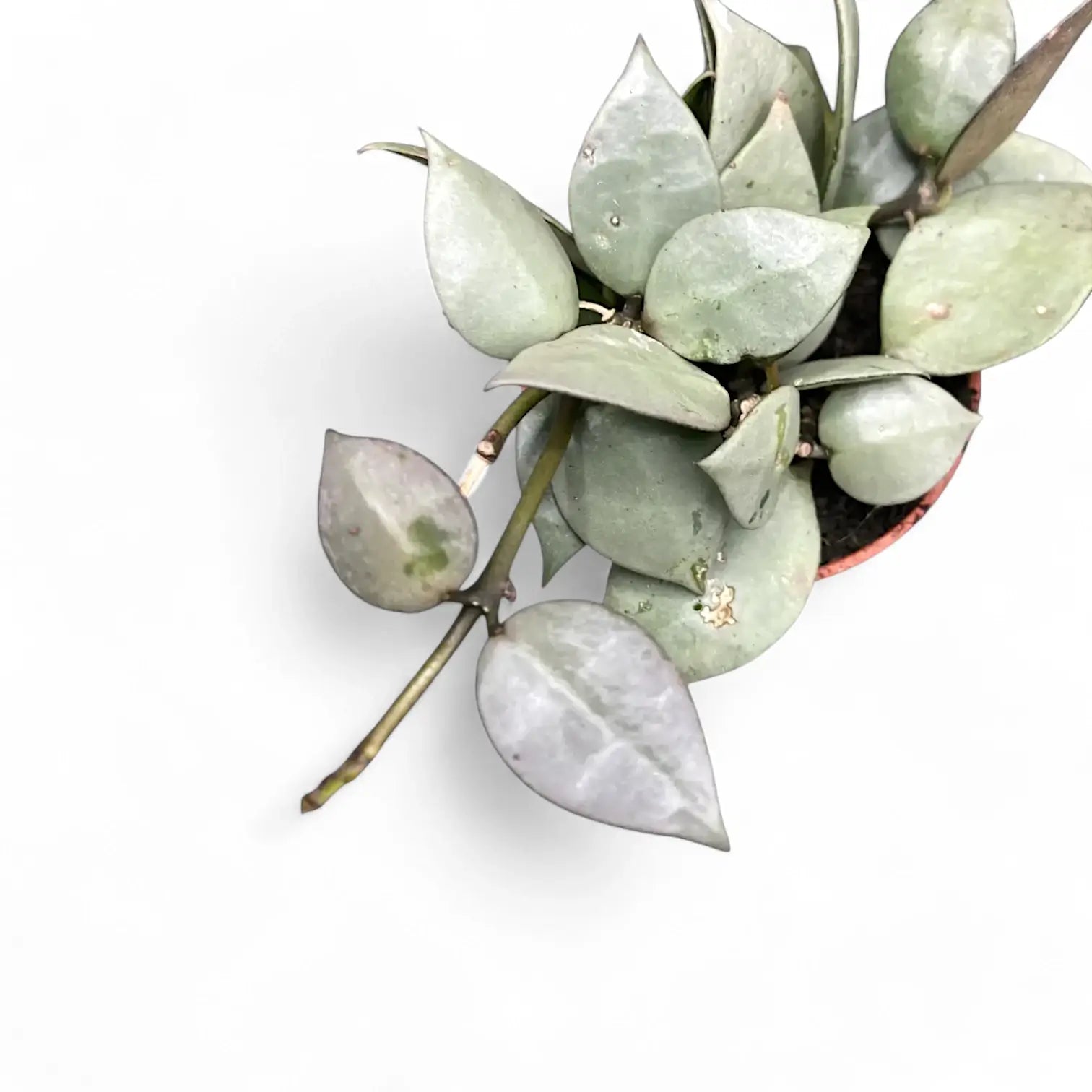Hoya krohniana 'Super Silver' potted plant in nursery pot on white background.