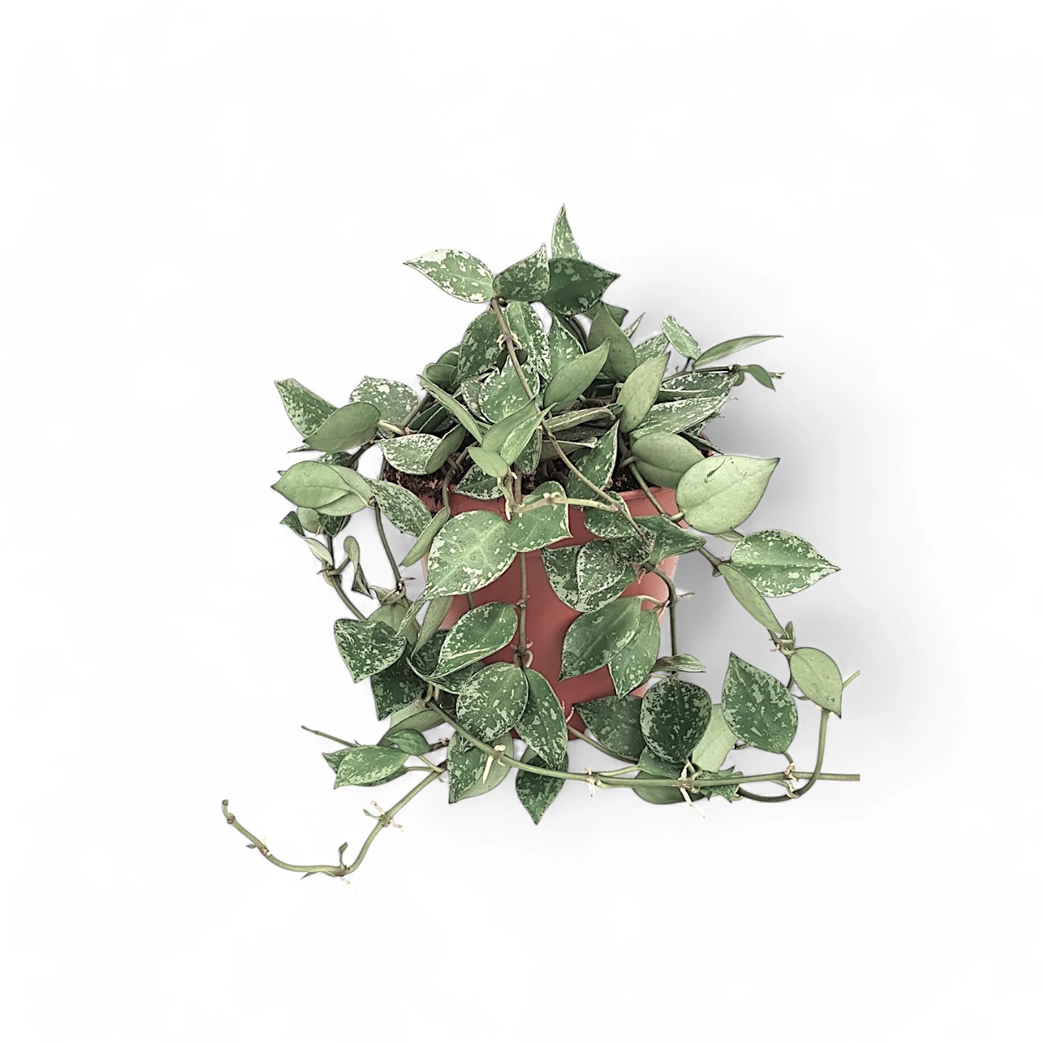 Hoya krohniana 'Super Silver' potted plant in nursery pot on white background.