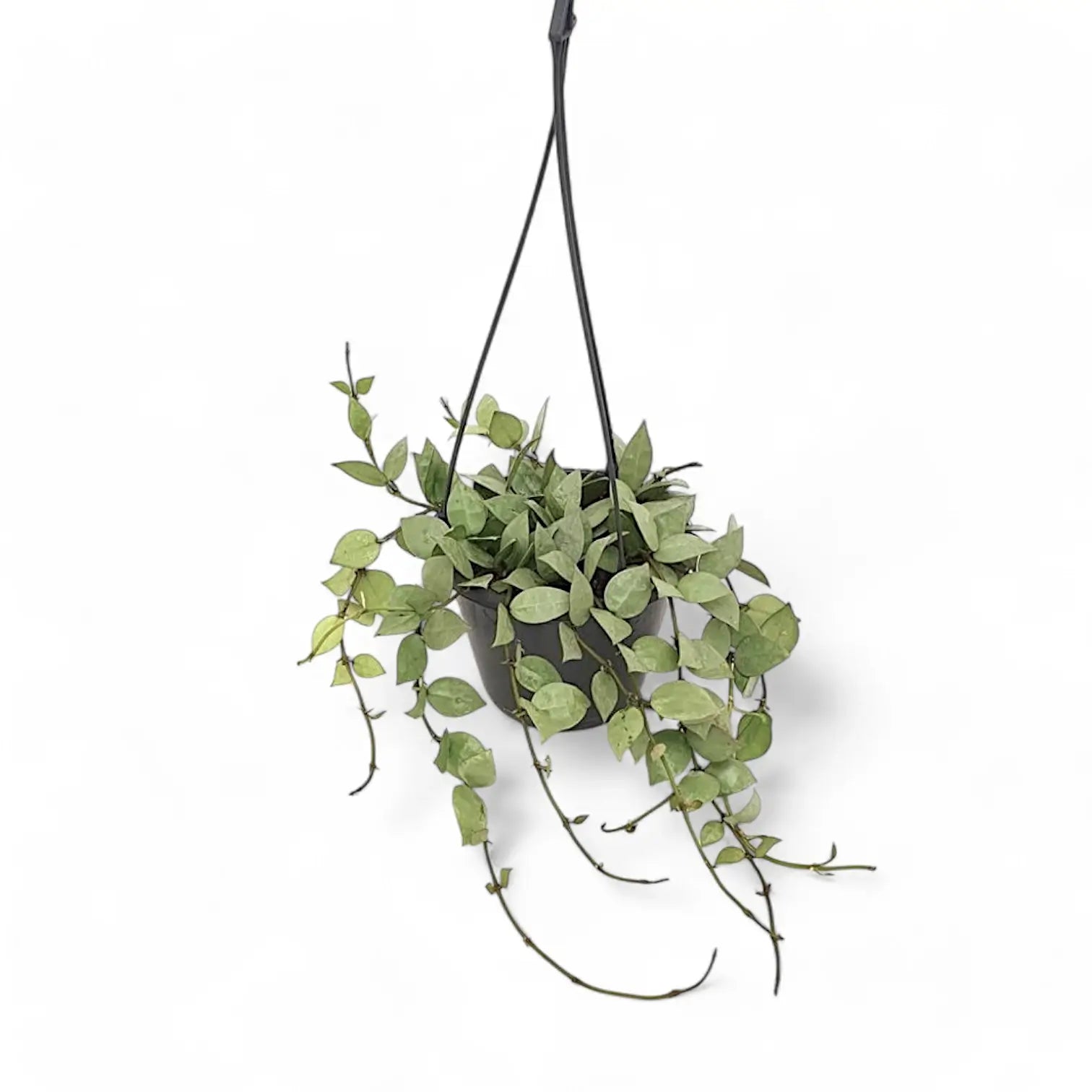 Hoya krohniana 'Super Silver' potted plant in nursery pot on white background.