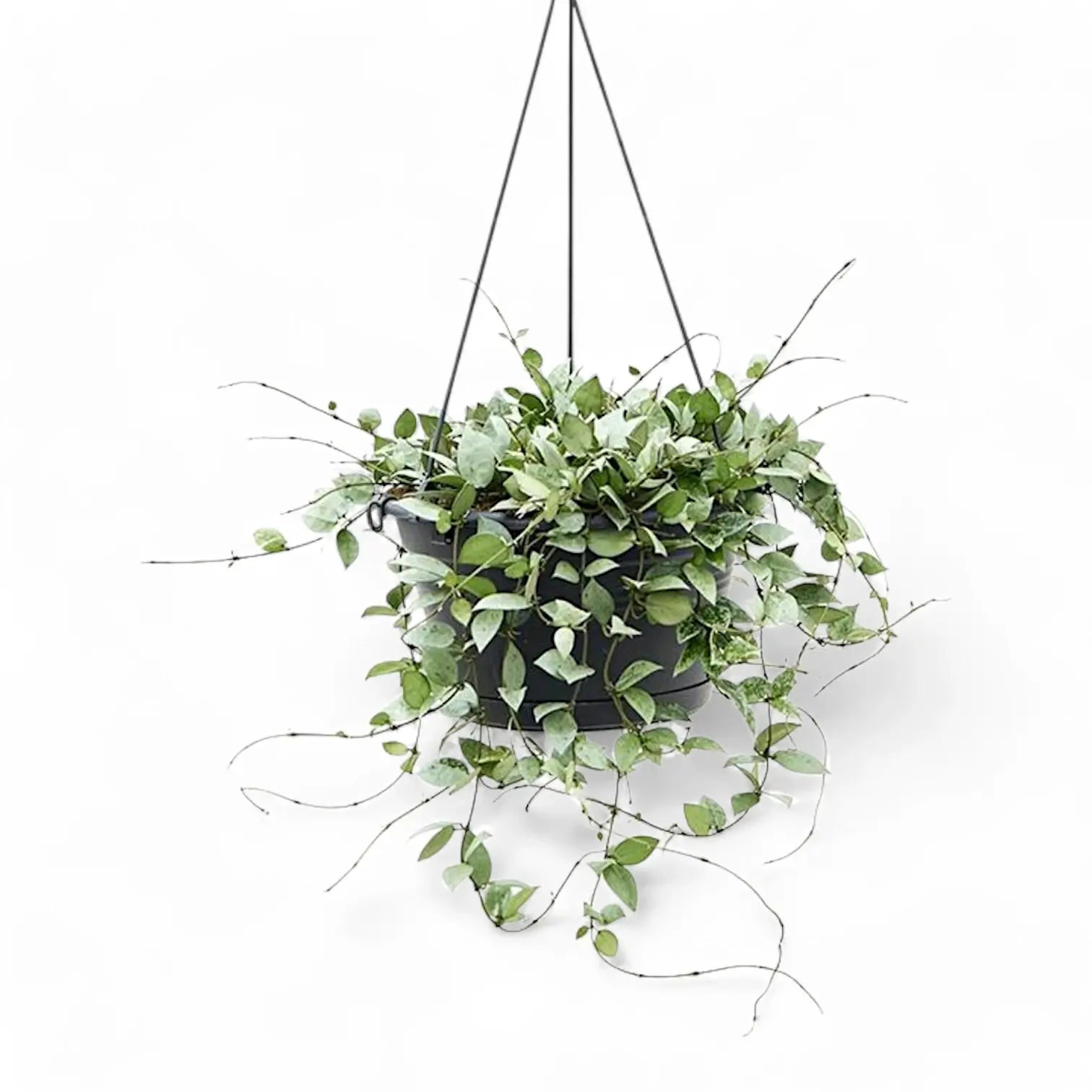 Hoya krohniana 'Super Silver' potted plant in nursery pot on white background.