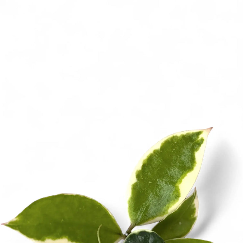 Hoya lacunosa 'Asami' close-up of leaf on white background.