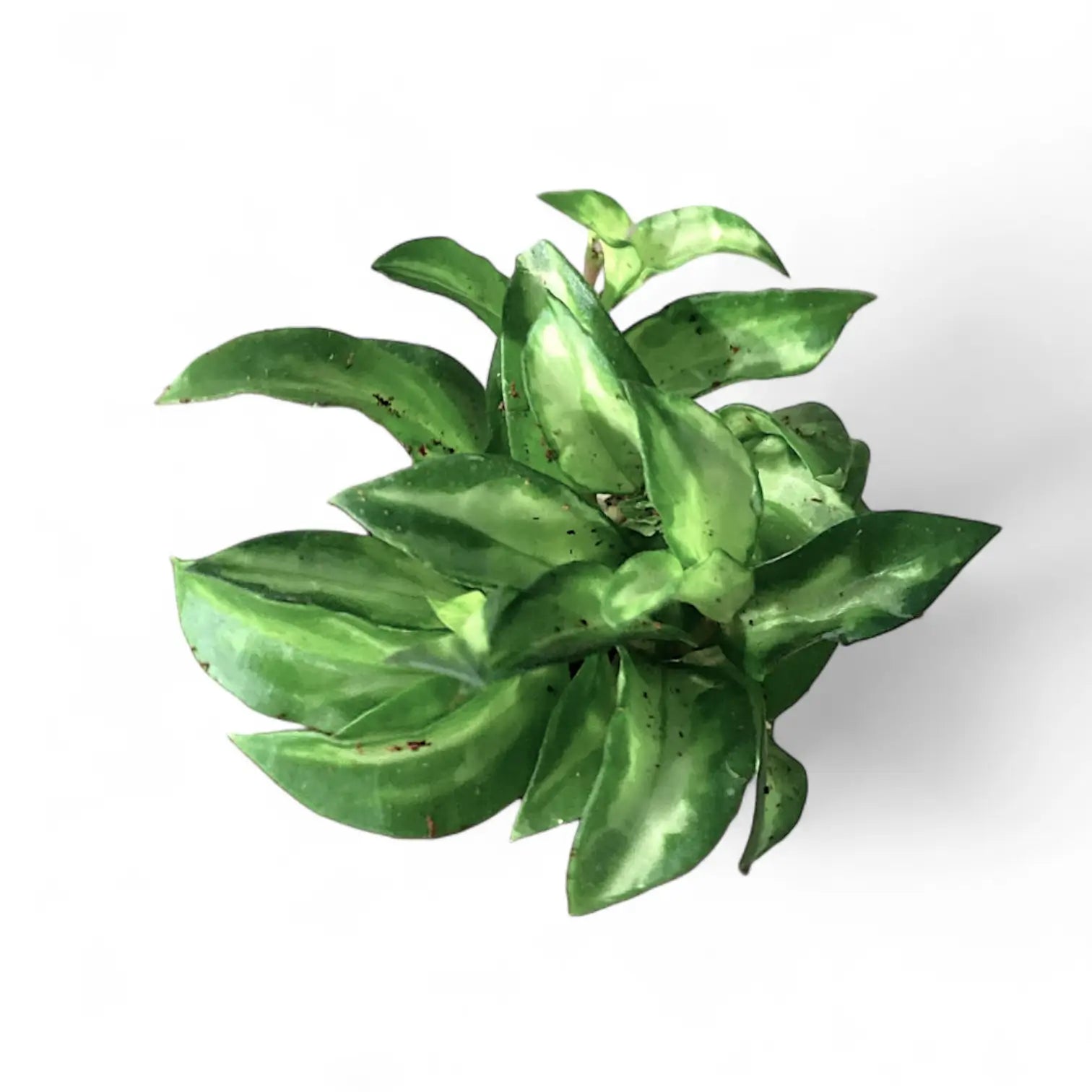 Hoya lacunosa ‘Bruno Tricolor’ close-up of leaf on white background.