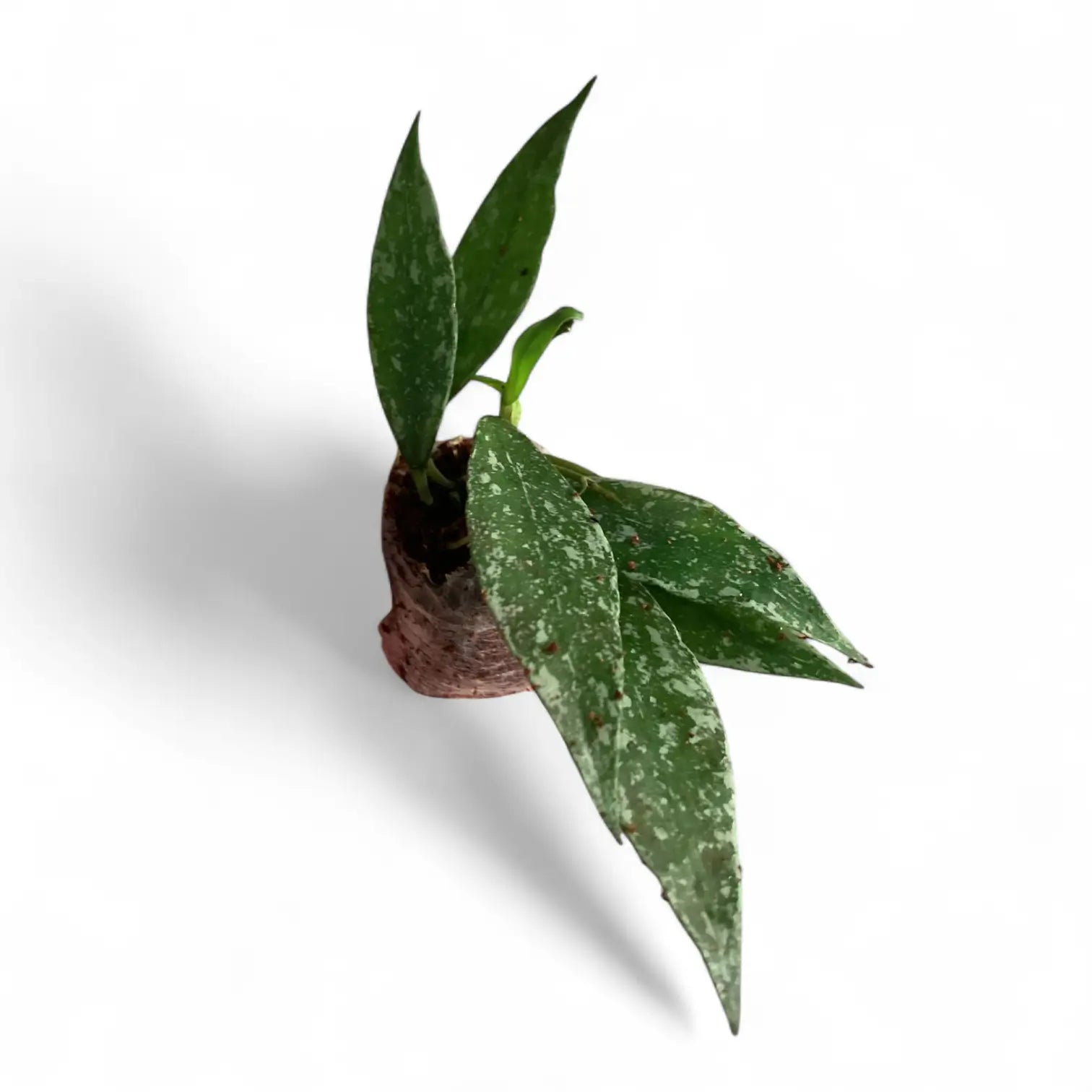 Hoya lacunosa 'Laos' potted plant in nursery pot on white background.
