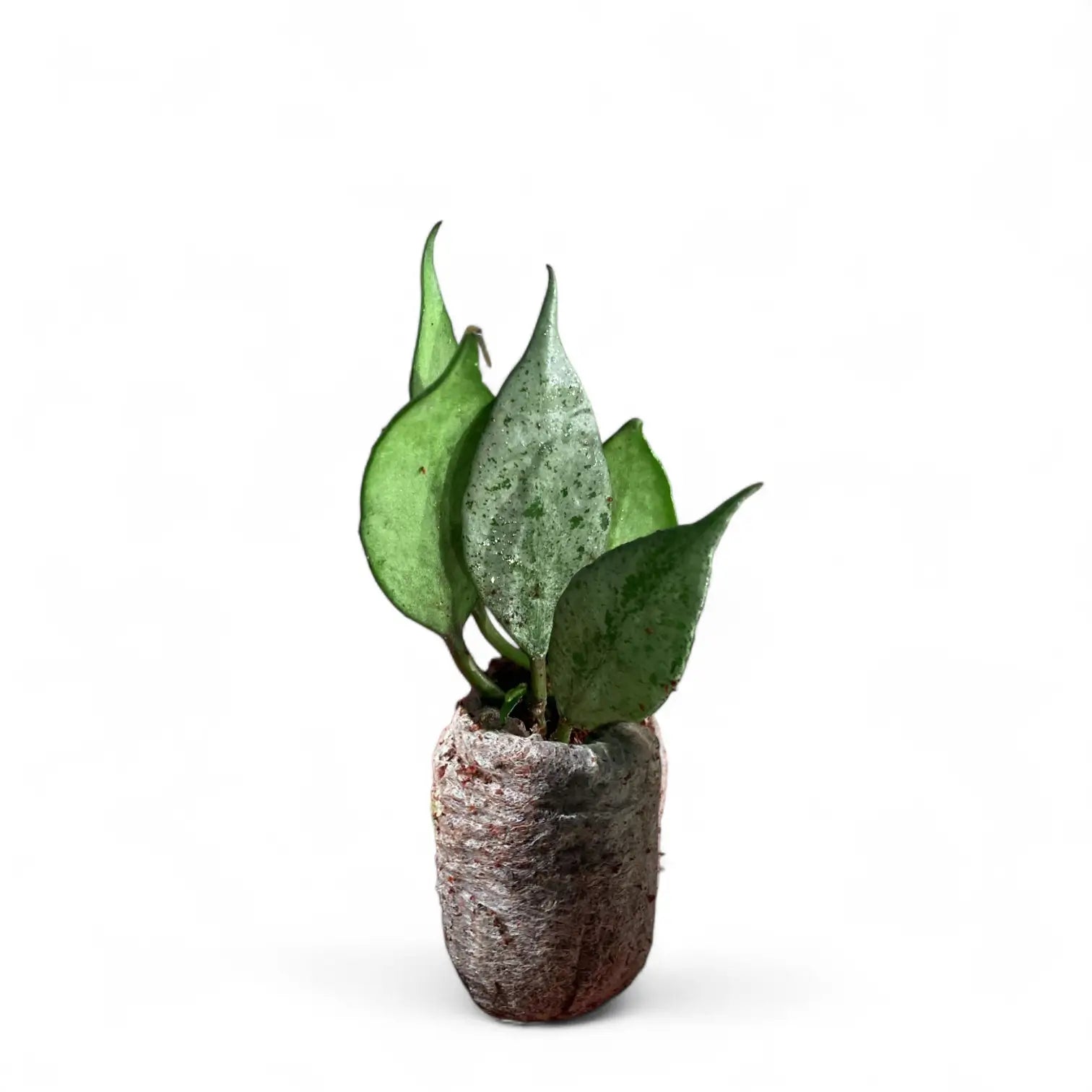 Hoya lacunosa 'Mint' potted plant in nursery pot on white background.