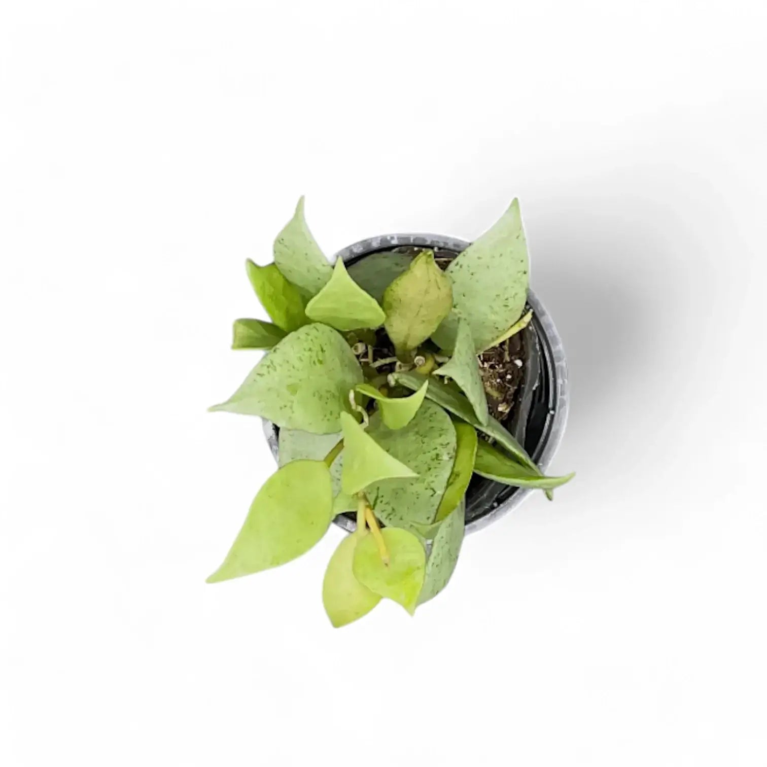 Hoya lacunosa 'Mint' potted plant in nursery pot on white background.