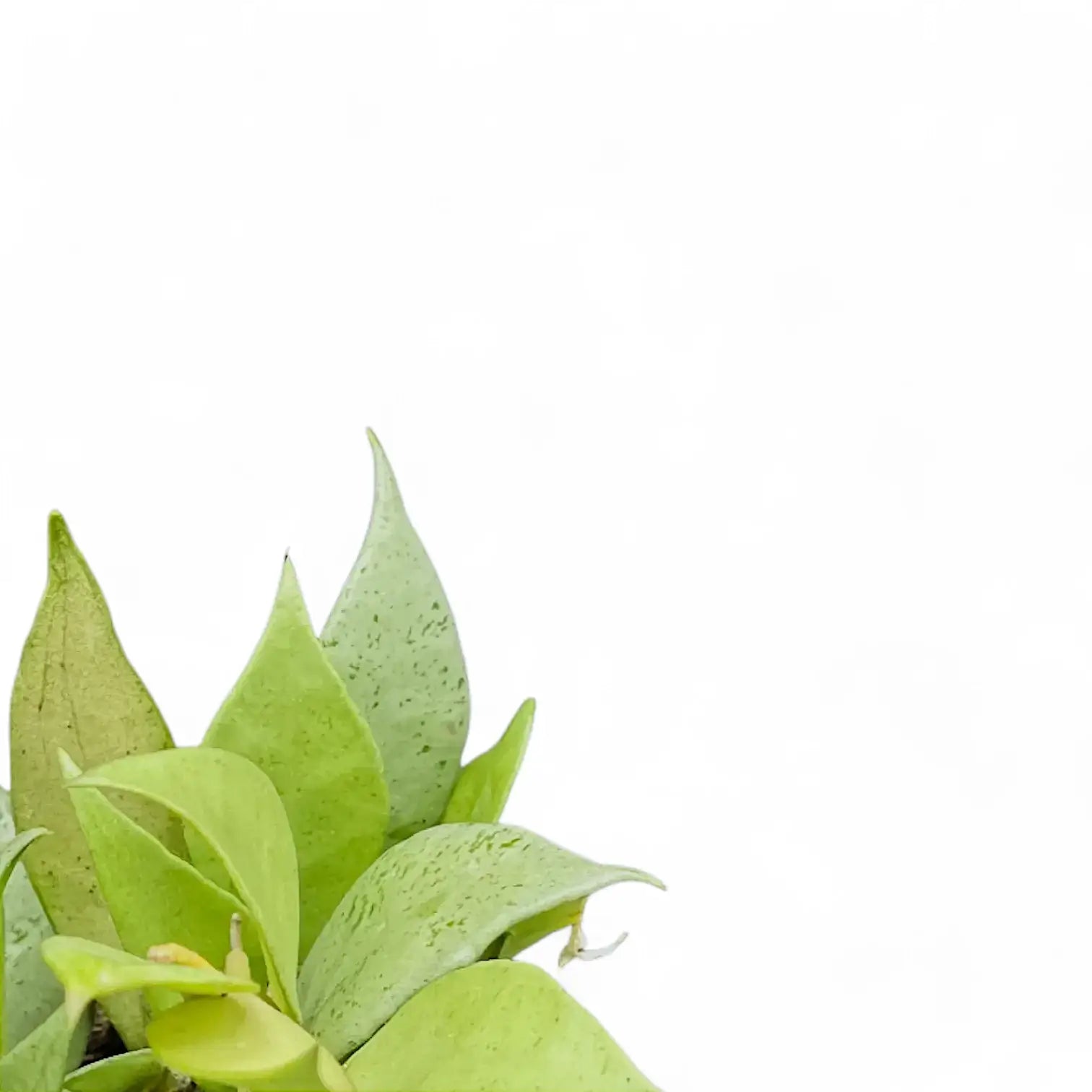 Hoya lacunosa 'Mint' potted plant in nursery pot on white background.