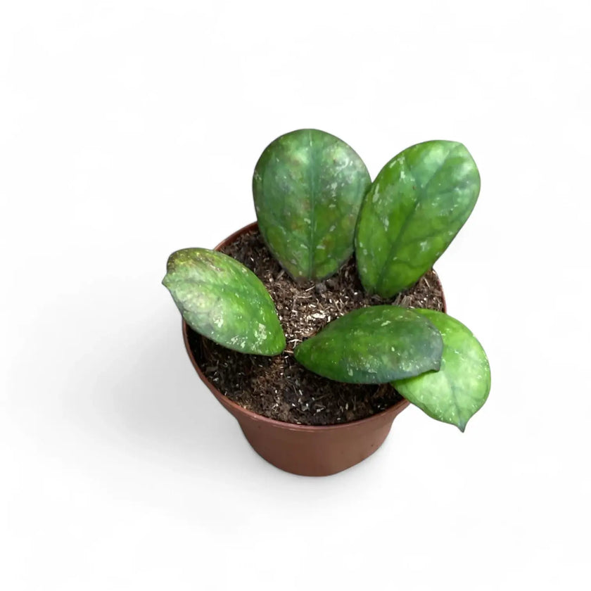 Hoya 'Larisa' potted plant in nursery pot on white background.