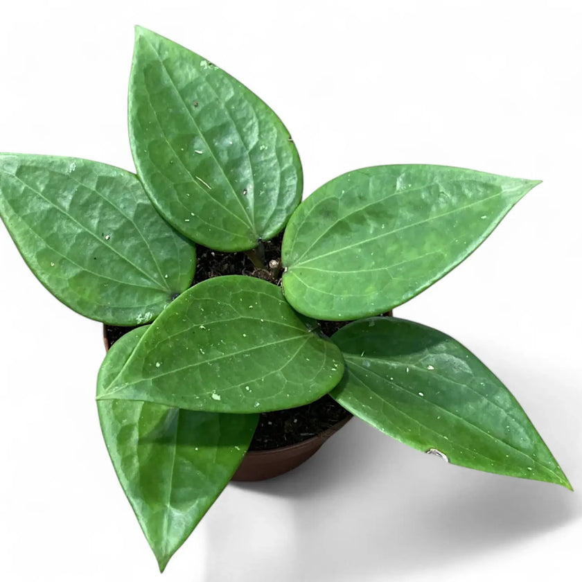 Hoya latifolia potted plant in nursery pot on white background.