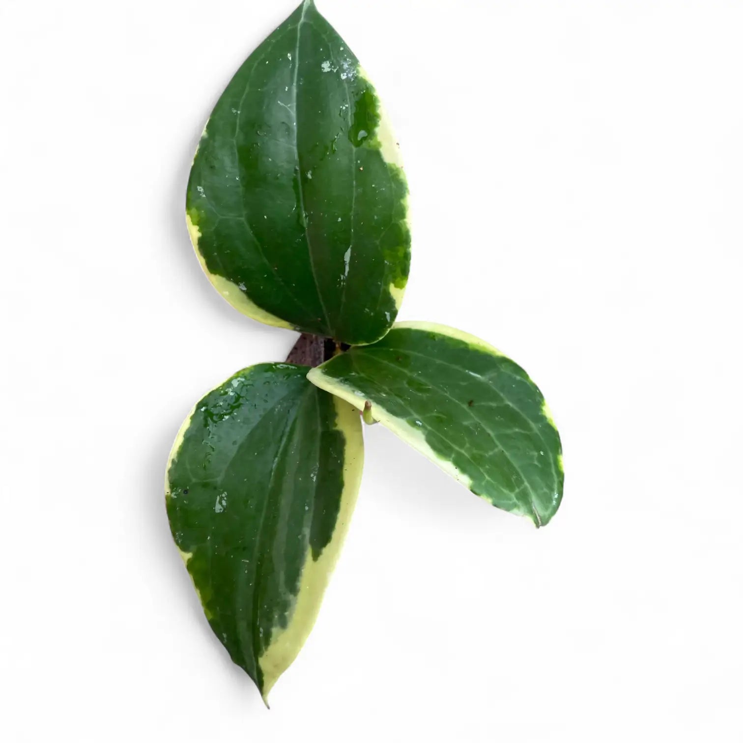 Hoya latifolia 'Albomarginata Round Leaf' potted plant in nursery pot on white background.