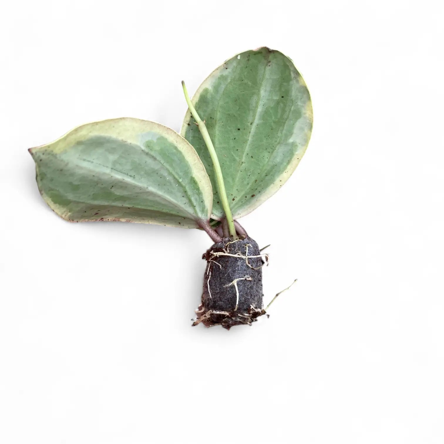 Hoya latifolia 'Albomarginata Round Leaf' potted plant in nursery pot on white background.