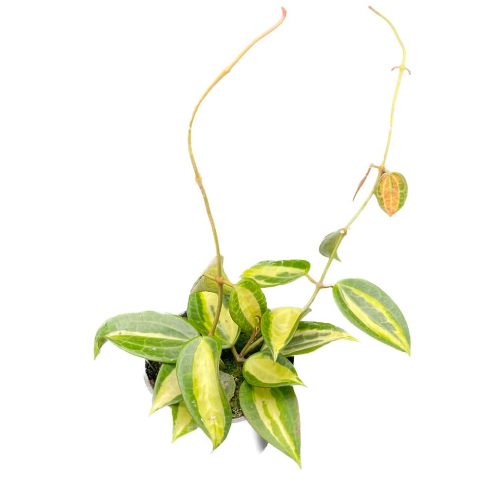 Hoya latifolia 'Blumentopf of Gold' Zimmerpflanze im Anzuchttopf vor weißem Hintergrund, Produktfoto 10.