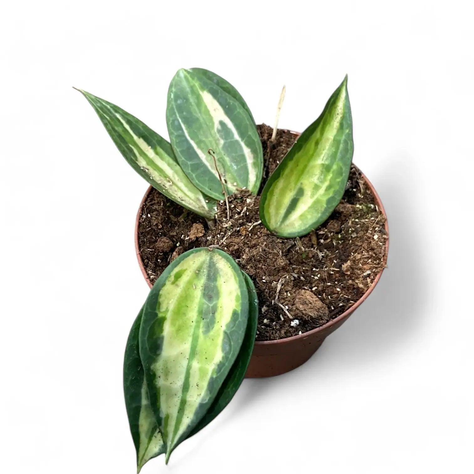 Hoya latifolia 'Blumentopf of Gold' Zimmerpflanze im Anzuchttopf vor weißem Hintergrund, Produktfoto 11.