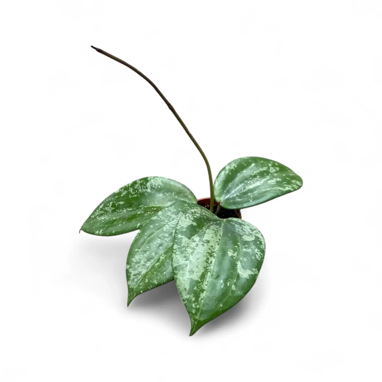 Hoya latifolia sp. Indonesia 'Silver Splash' potted plant in nursery pot on white background.