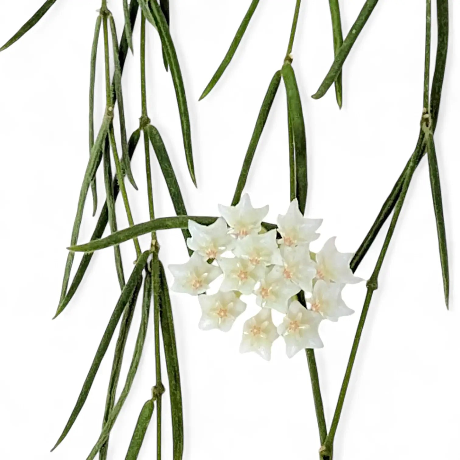 Hoya linearis – Topfpflanze im Kulturtopf vor weißem Hintergrund, Produktfoto 9.