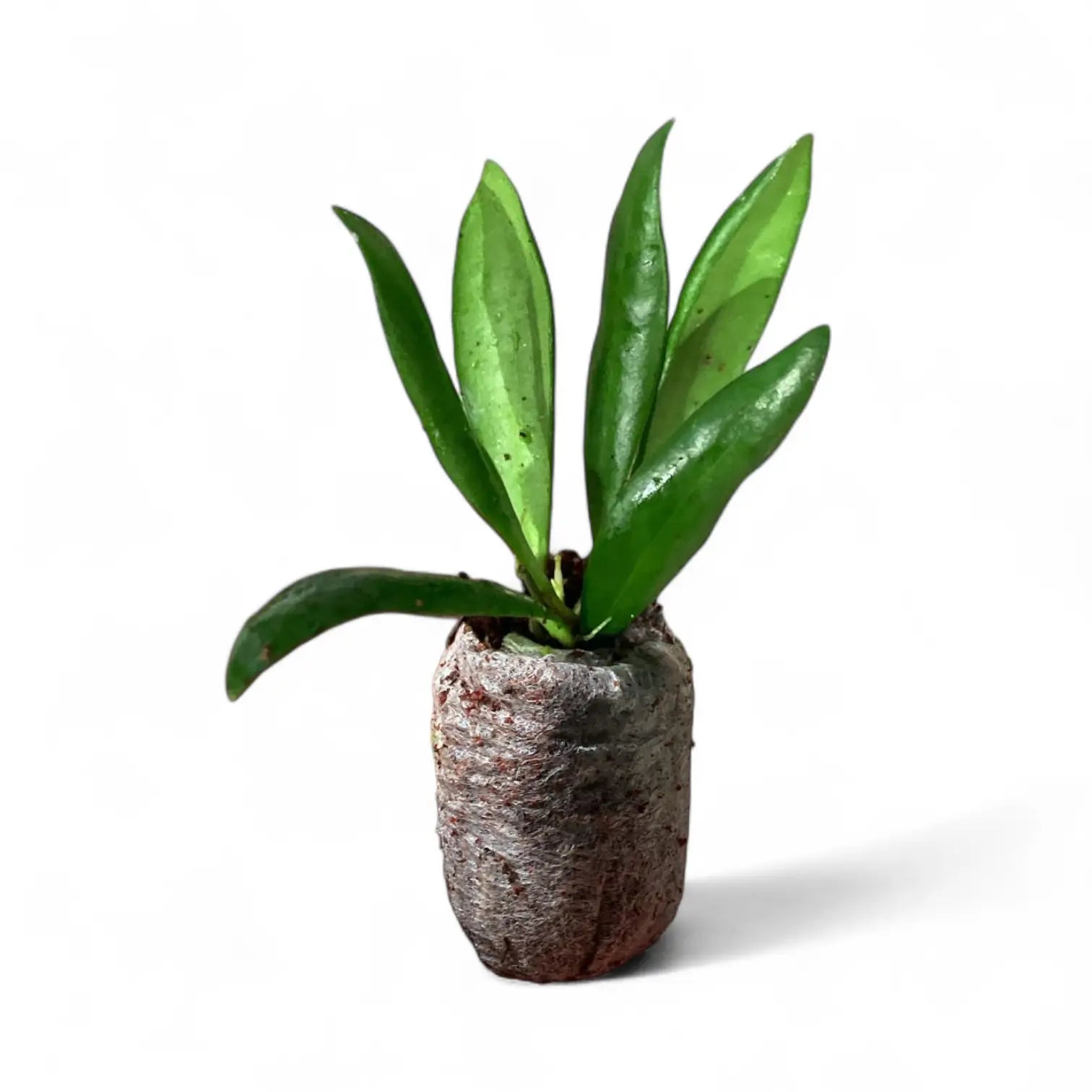 Hoya loheri potted plant in nursery pot on white background.