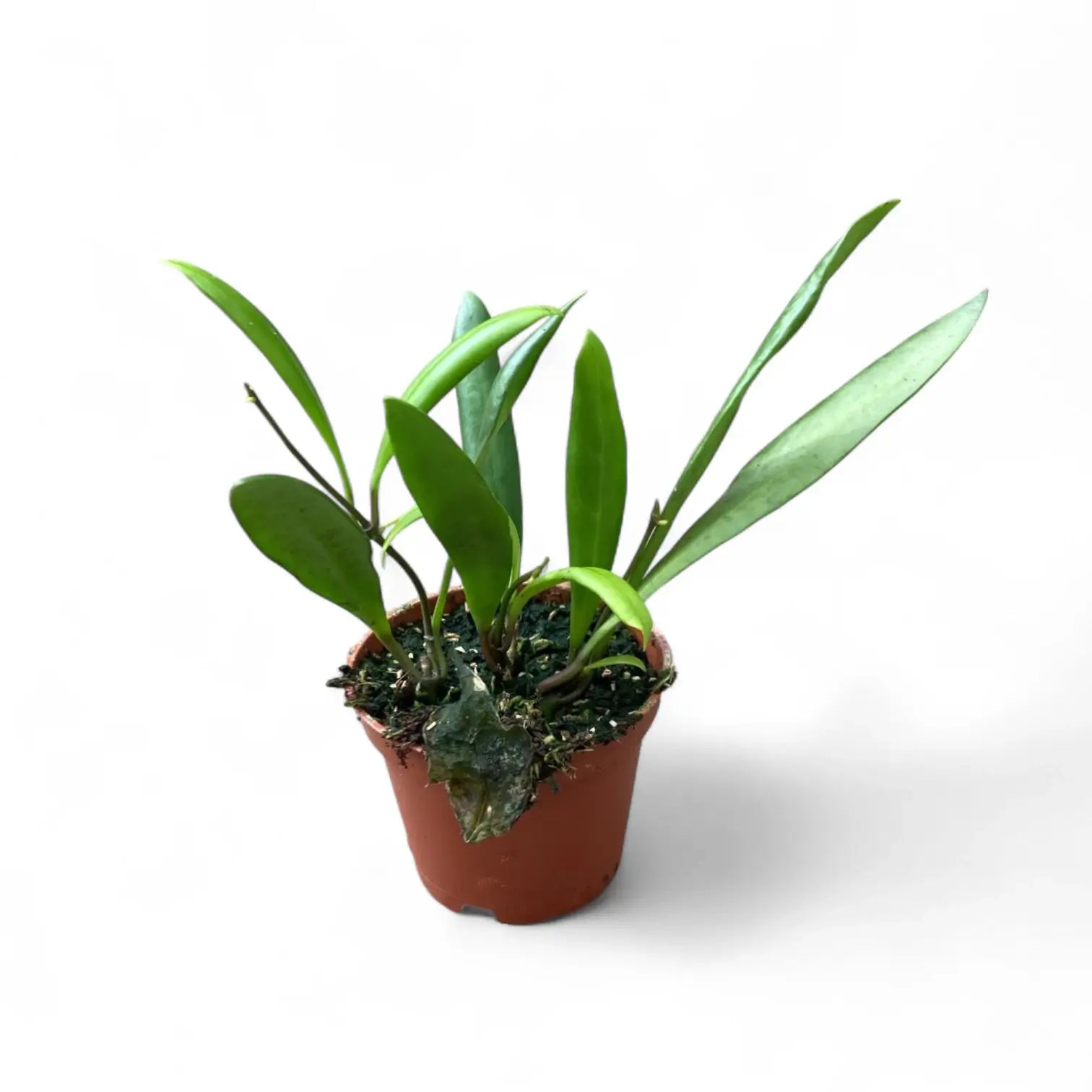 Hoya loheri potted plant in nursery pot on white background.