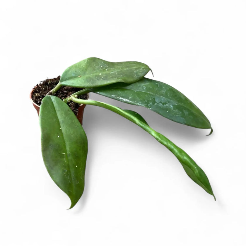 Hoya maingayi potted plant in nursery pot on white background.