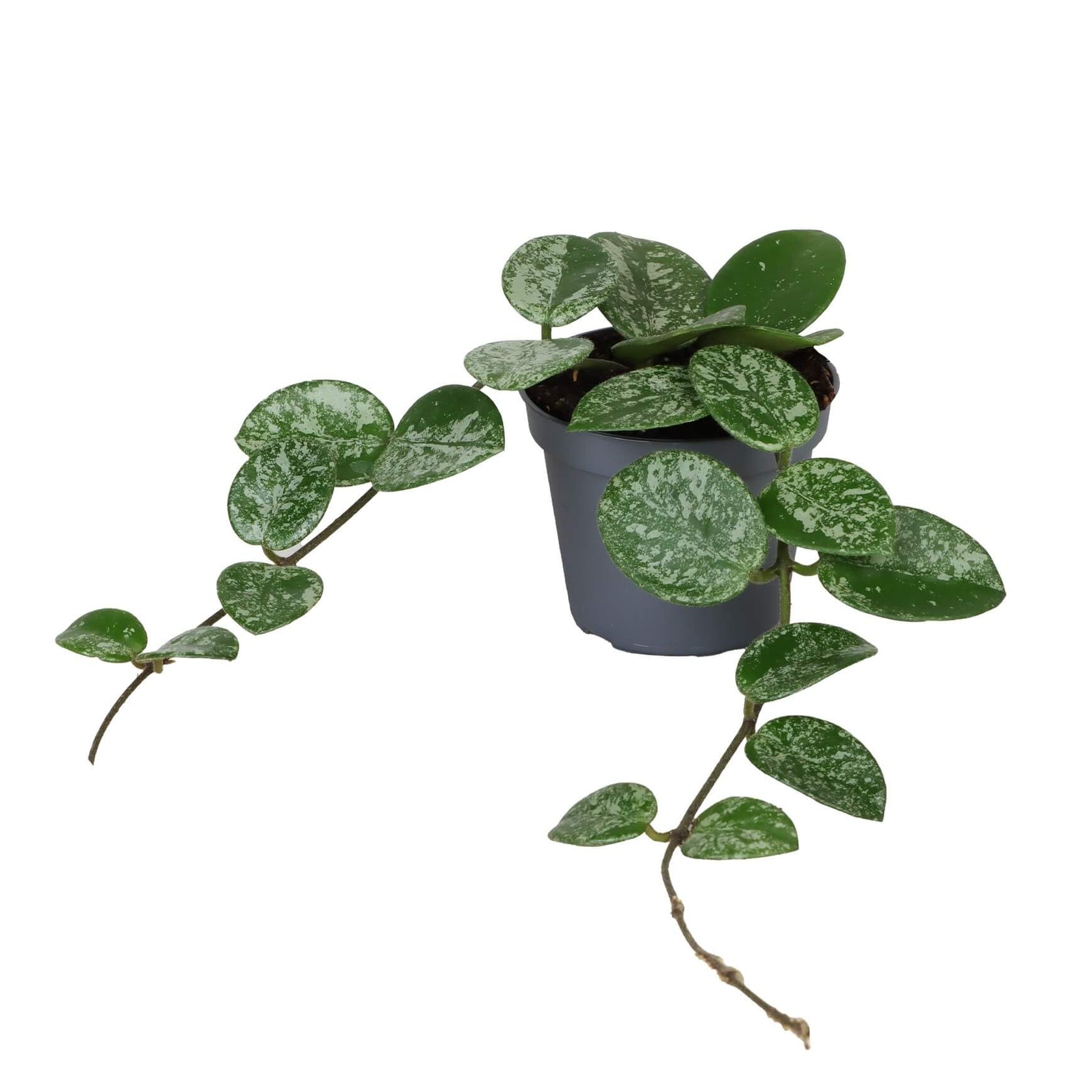 Hoya ‘Mathilde Splash’ – Zimmerpflanze im Kulturtopf auf weißem Hintergrund, Produktfoto 10.