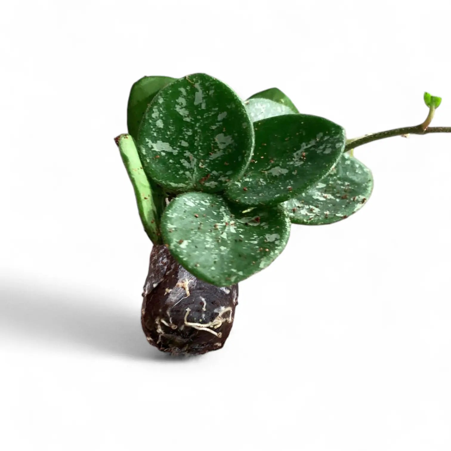 Hoya ‘Mathilde Splash’ – Zimmerpflanze im Kulturtopf auf weißem Hintergrund, Produktfoto 4.