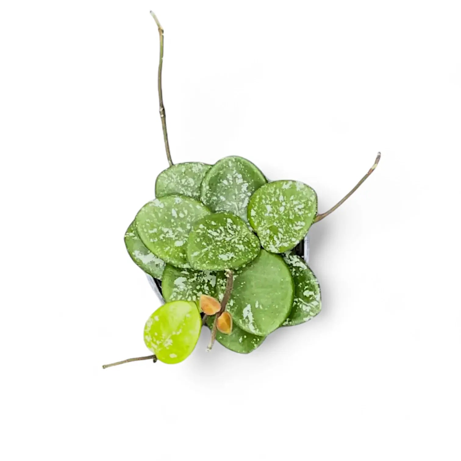 Hoya ‘Mathilde Splash’ – Zimmerpflanze im Kulturtopf auf weißem Hintergrund, Produktfoto 5.