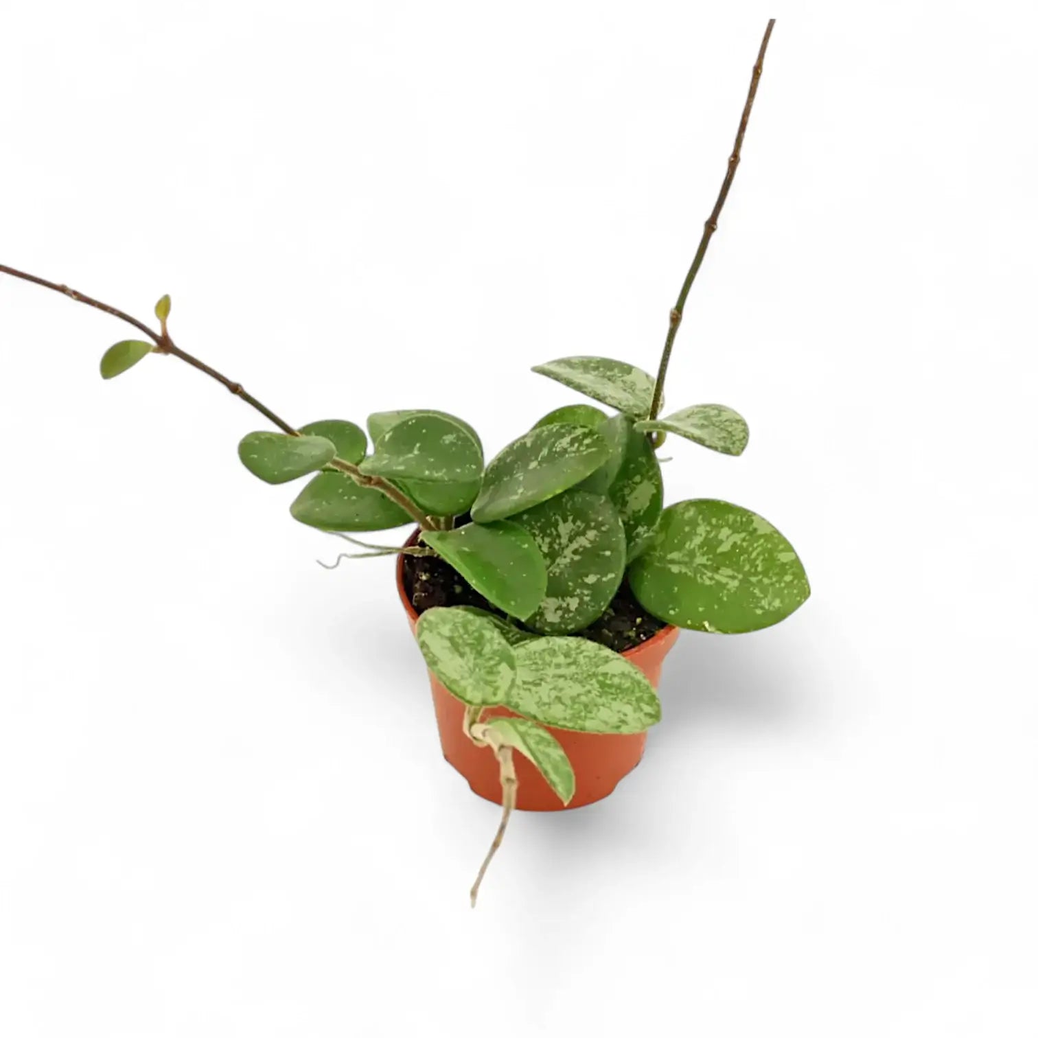 Hoya ‘Mathilde Splash’ – Zimmerpflanze im Kulturtopf auf weißem Hintergrund, Produktfoto 7.