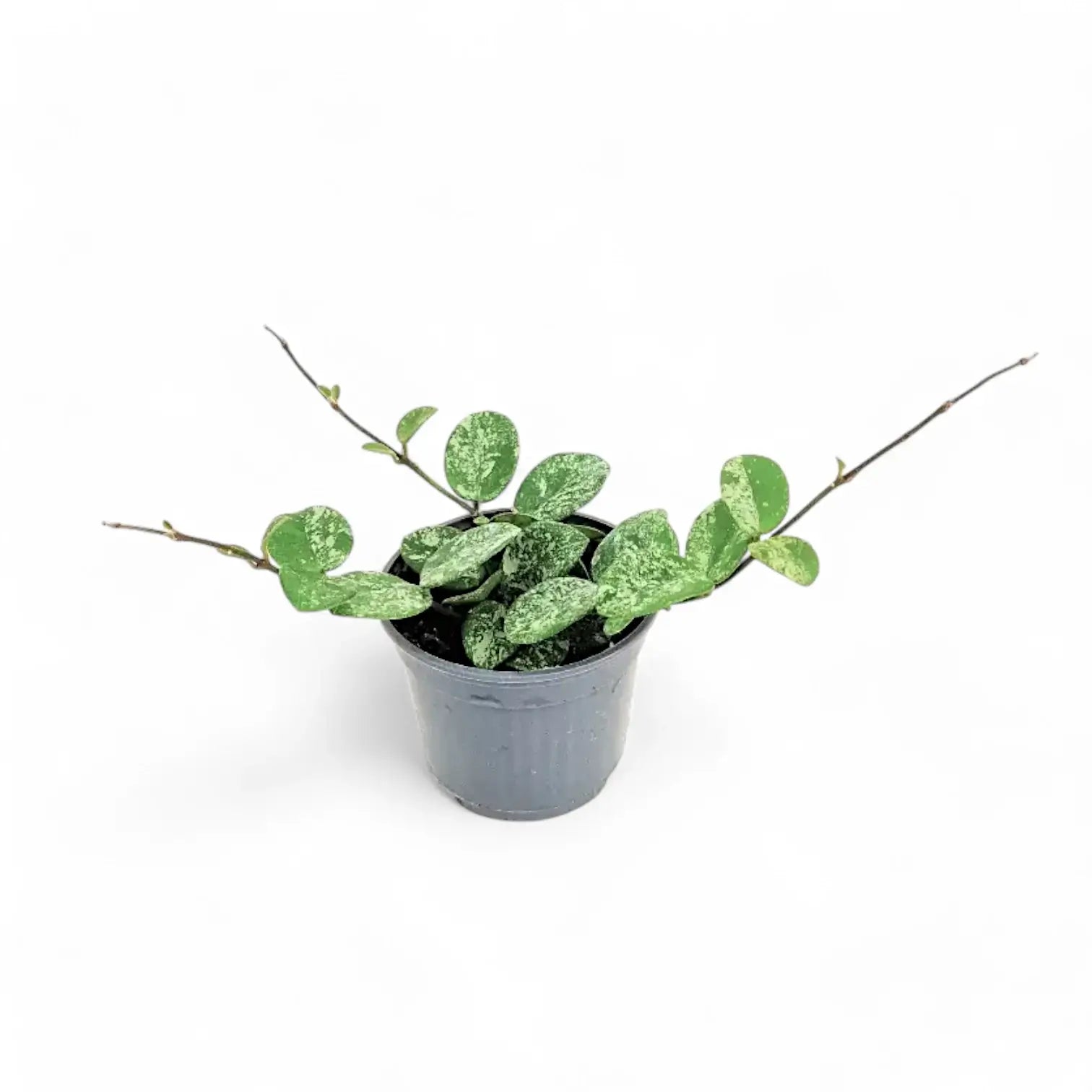 Hoya ‘Mathilde Splash’ – Zimmerpflanze im Kulturtopf auf weißem Hintergrund, Produktfoto 8.
