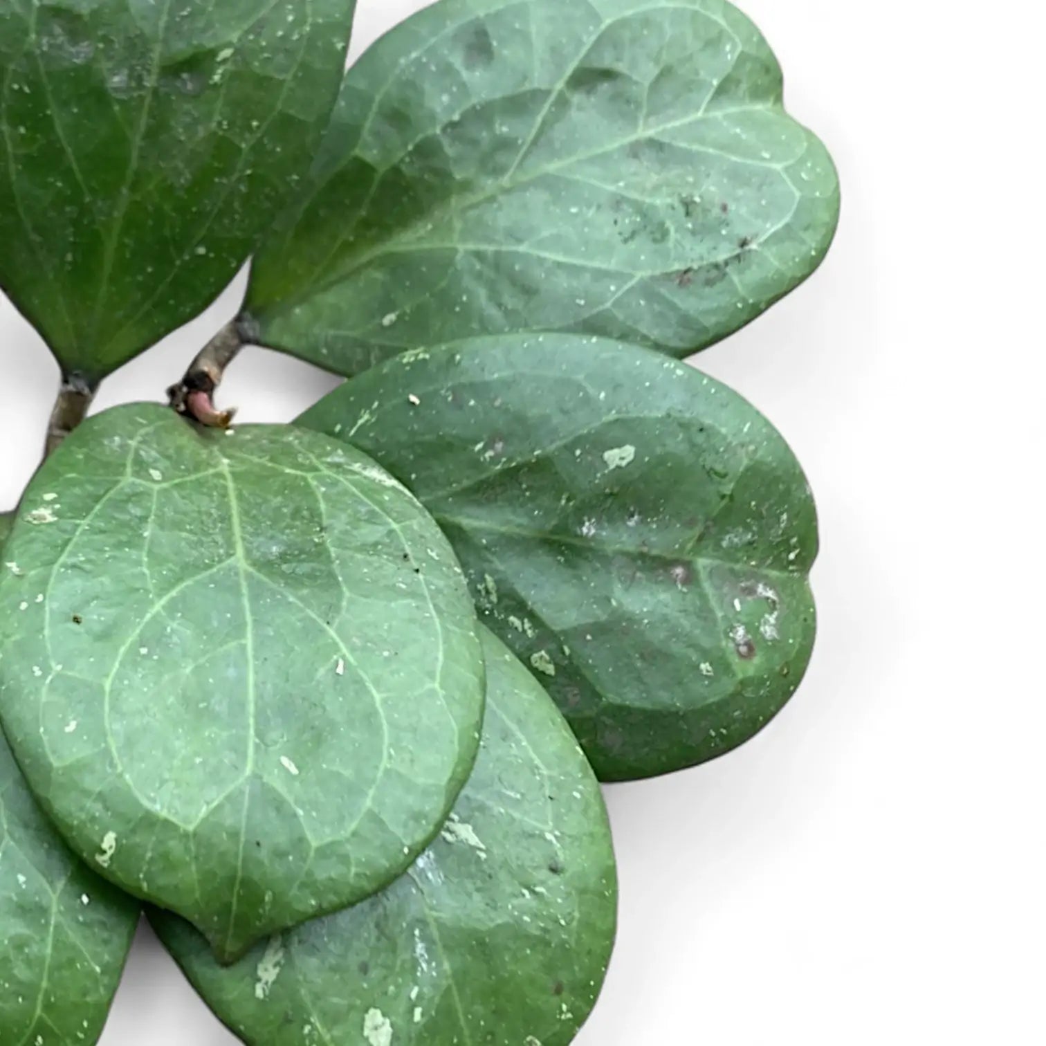 Hoya 'Michele' (MB1255) close-up of leaf on white background.