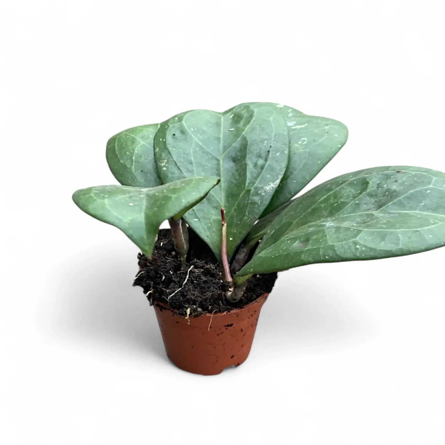 Hoya 'Michele' (MB1255) potted plant in nursery pot on white background.