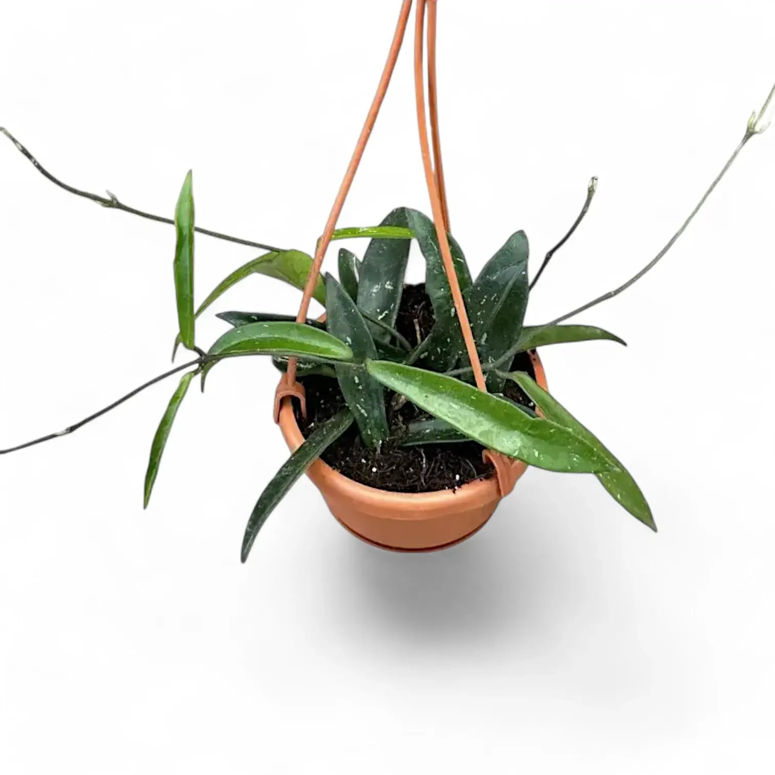 Hoya ‘Minibelle’ Zimmerpflanze im Anzuchttopf vor weißem Hintergrund, Produktfoto 4.