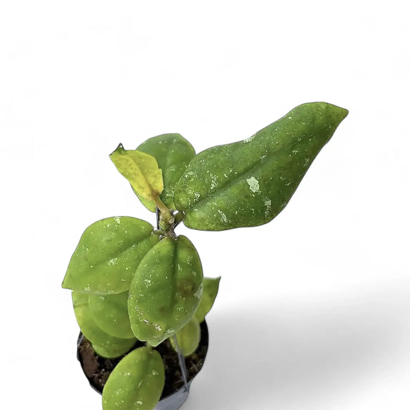 Hoya mitrata potted plant in nursery pot on white background.