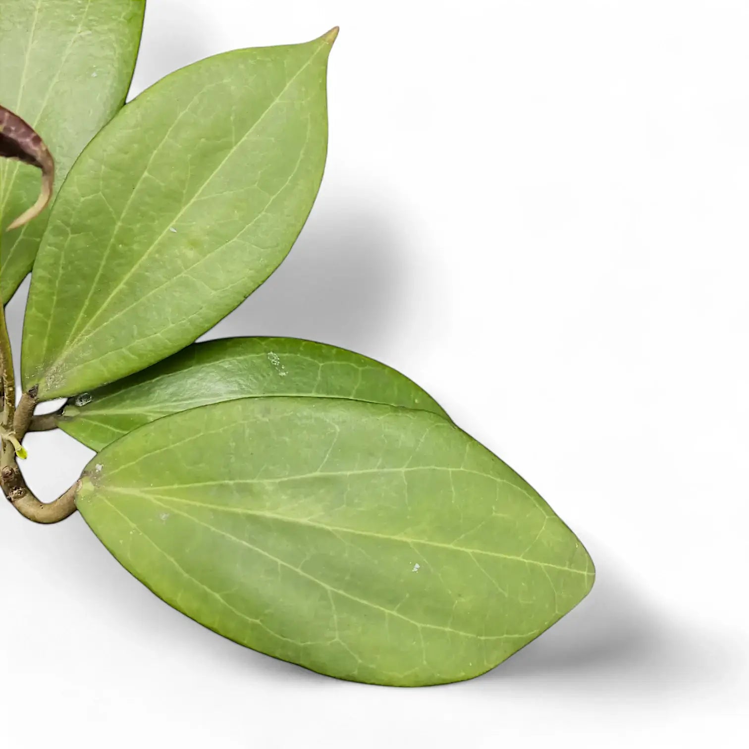 Hoya nicholsoniae leaf detail on white background.