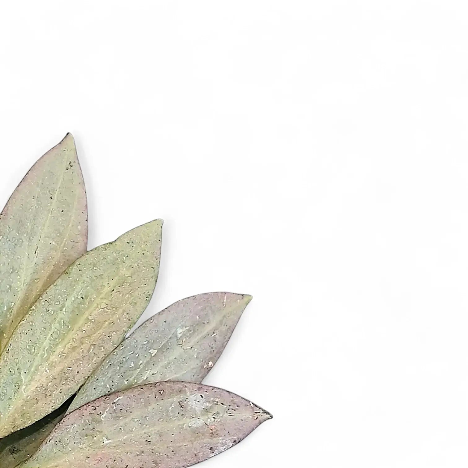 Hoya nicholsoniae 'New Guinea Ghost' – Blattdetail vor weißem Hintergrund..