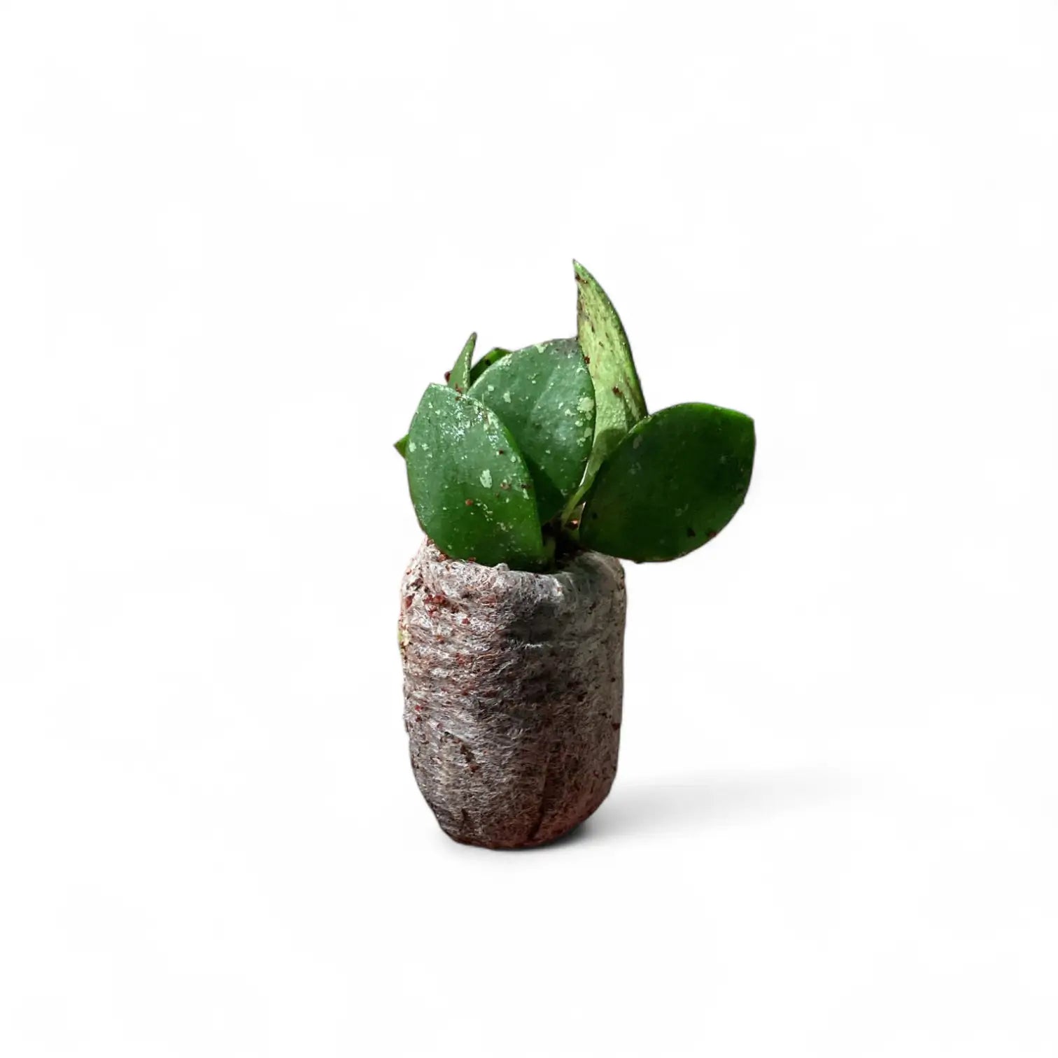 Hoya NO ID ‘Small Round Leaf’ potted plant in nursery pot on white background.