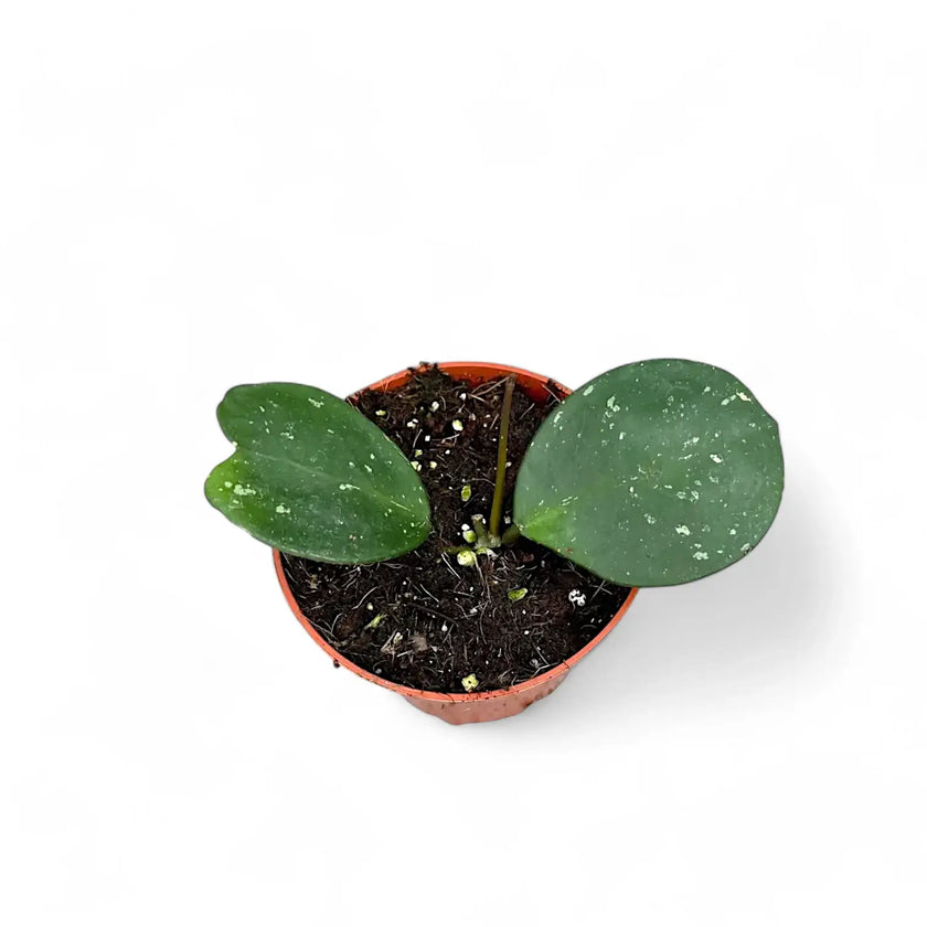 Hoya obovata potted plant in nursery pot on white background.