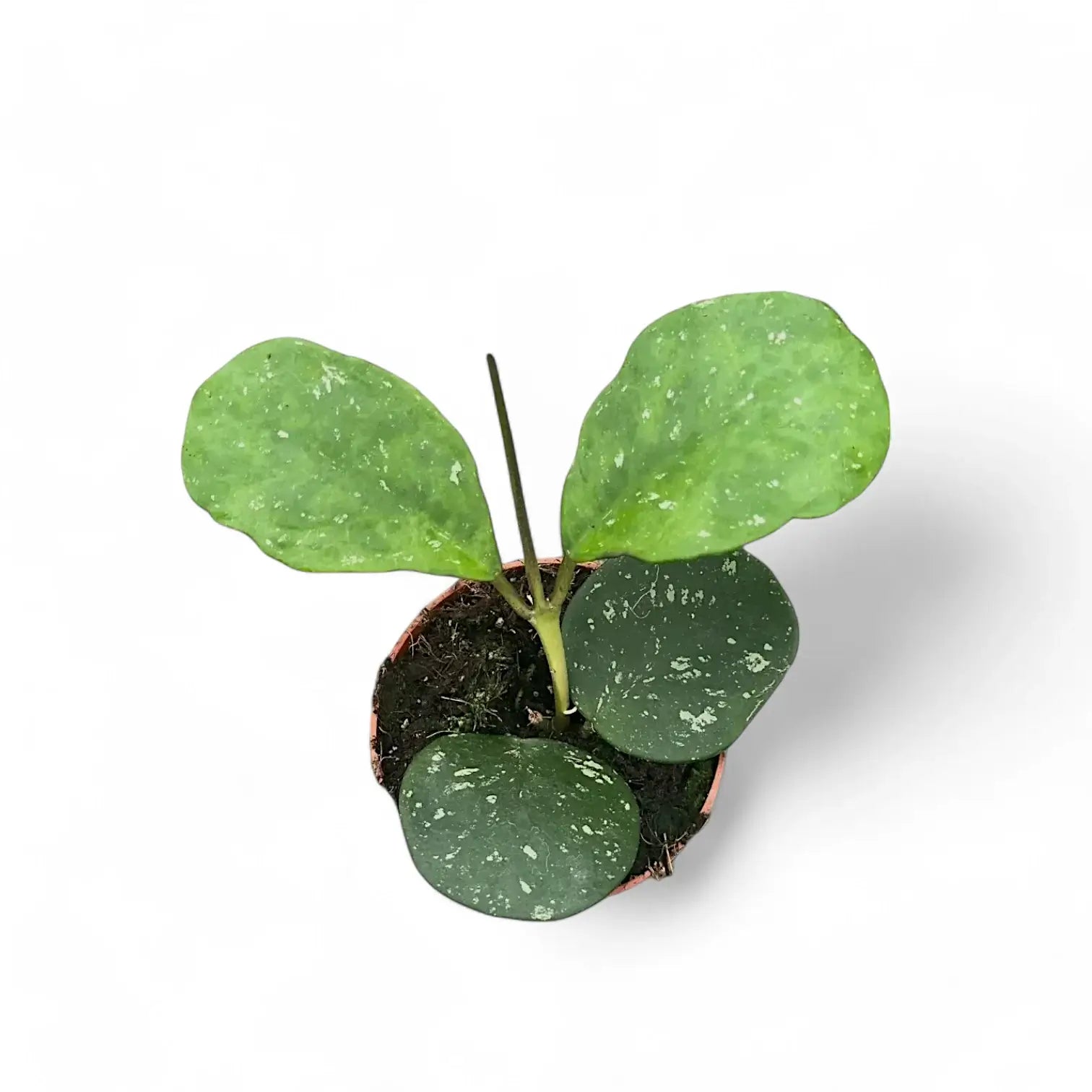 Hoya obovata potted plant in nursery pot on white background.