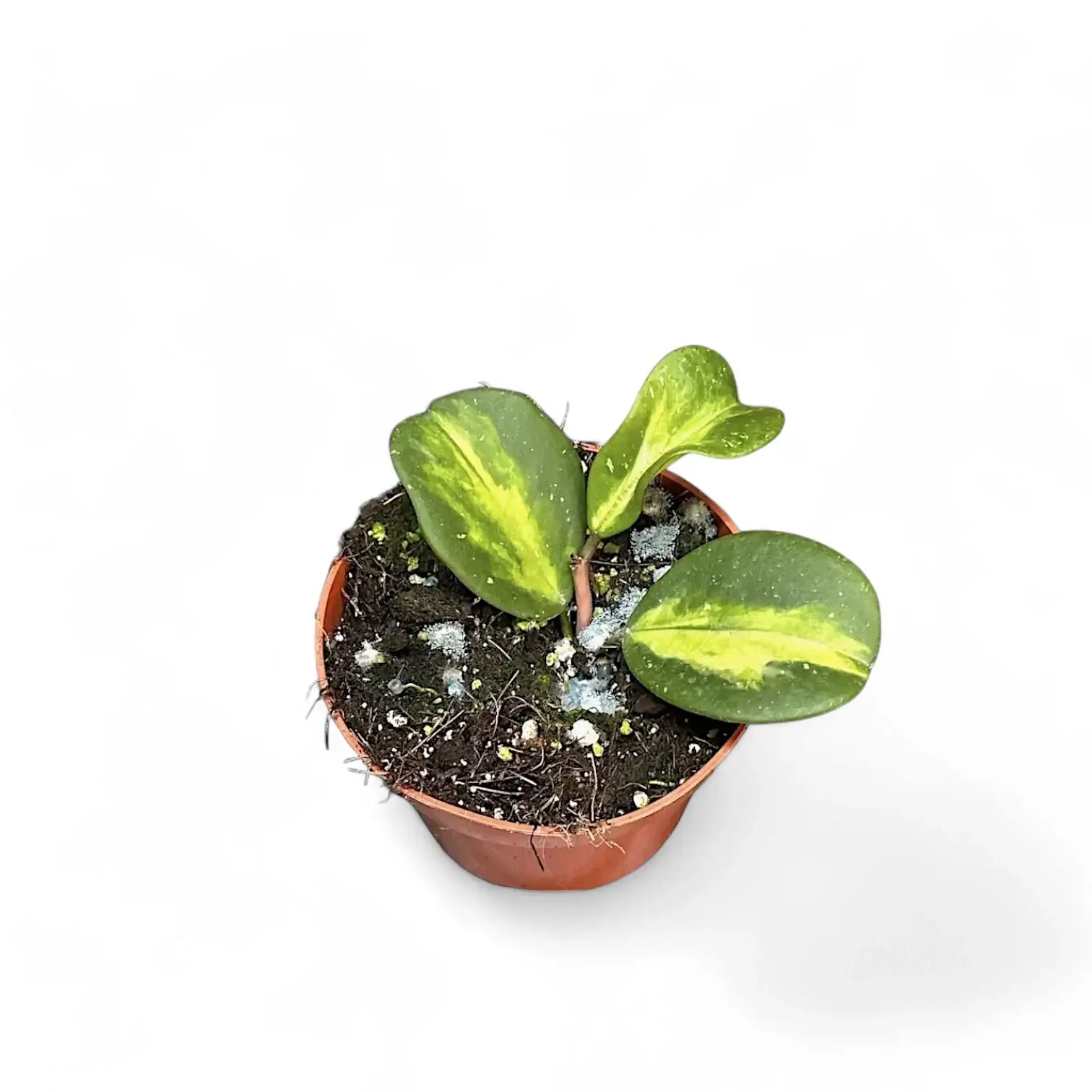 Hoya obovata variegata potted plant in nursery pot on white background.