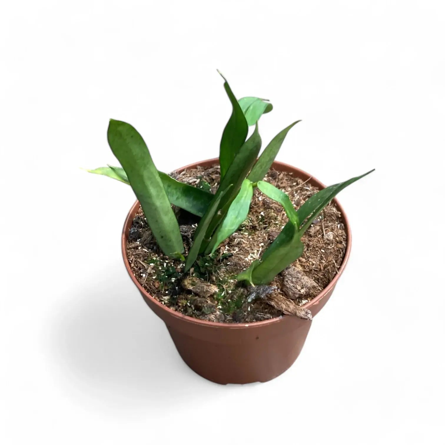 Hoya pandurata potted plant in nursery pot on white background.