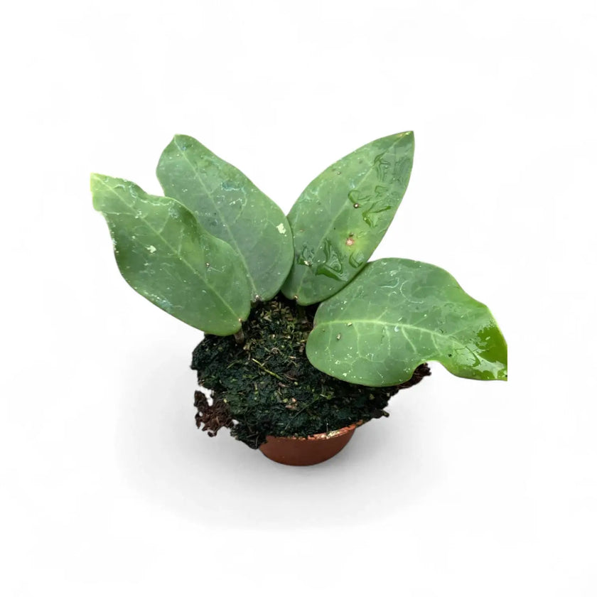 Hoya ‘Patricia’ potted plant in nursery pot on white background.
