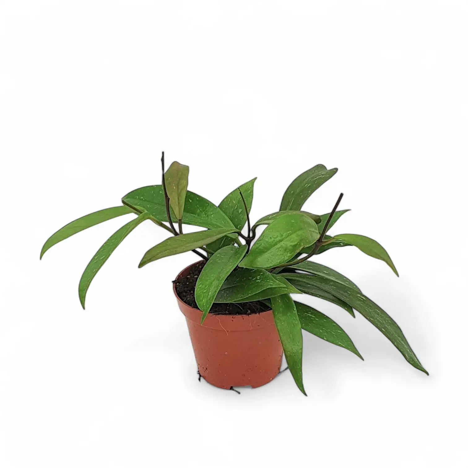 Hoya pubicalyx potted plant in nursery pot on white background.