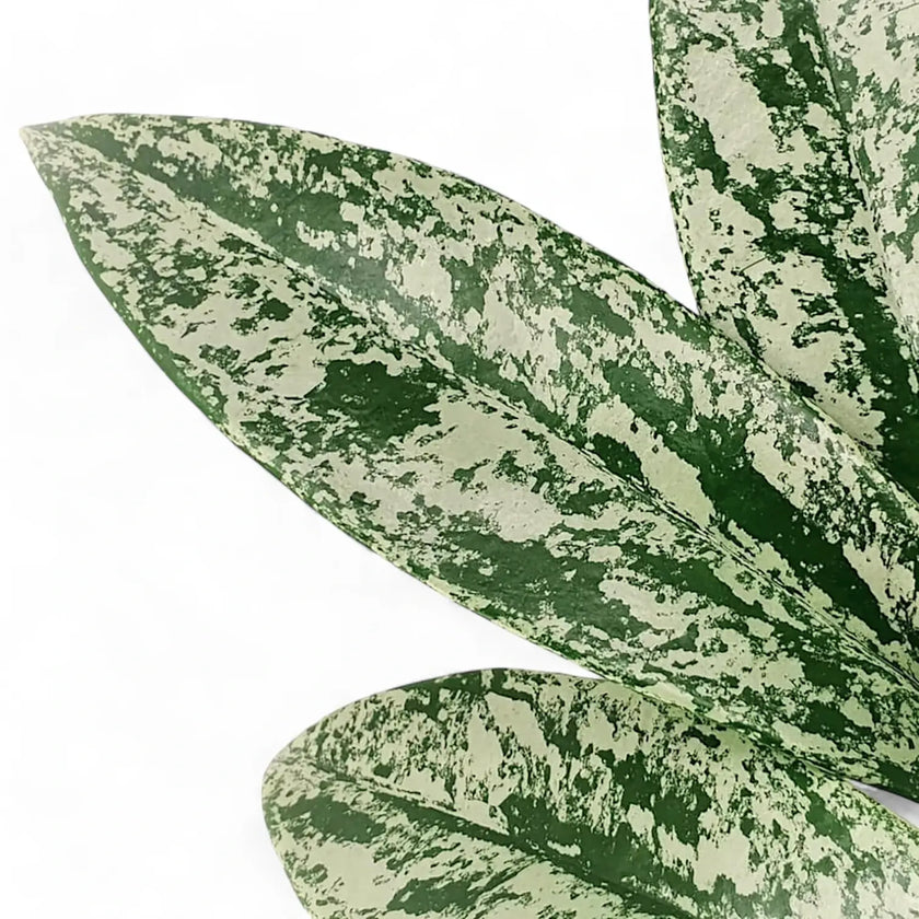 Hoya pubicalyx 'Silver Splash' ('Silver Spot') – Blattdetail vor weißem Hintergrund..