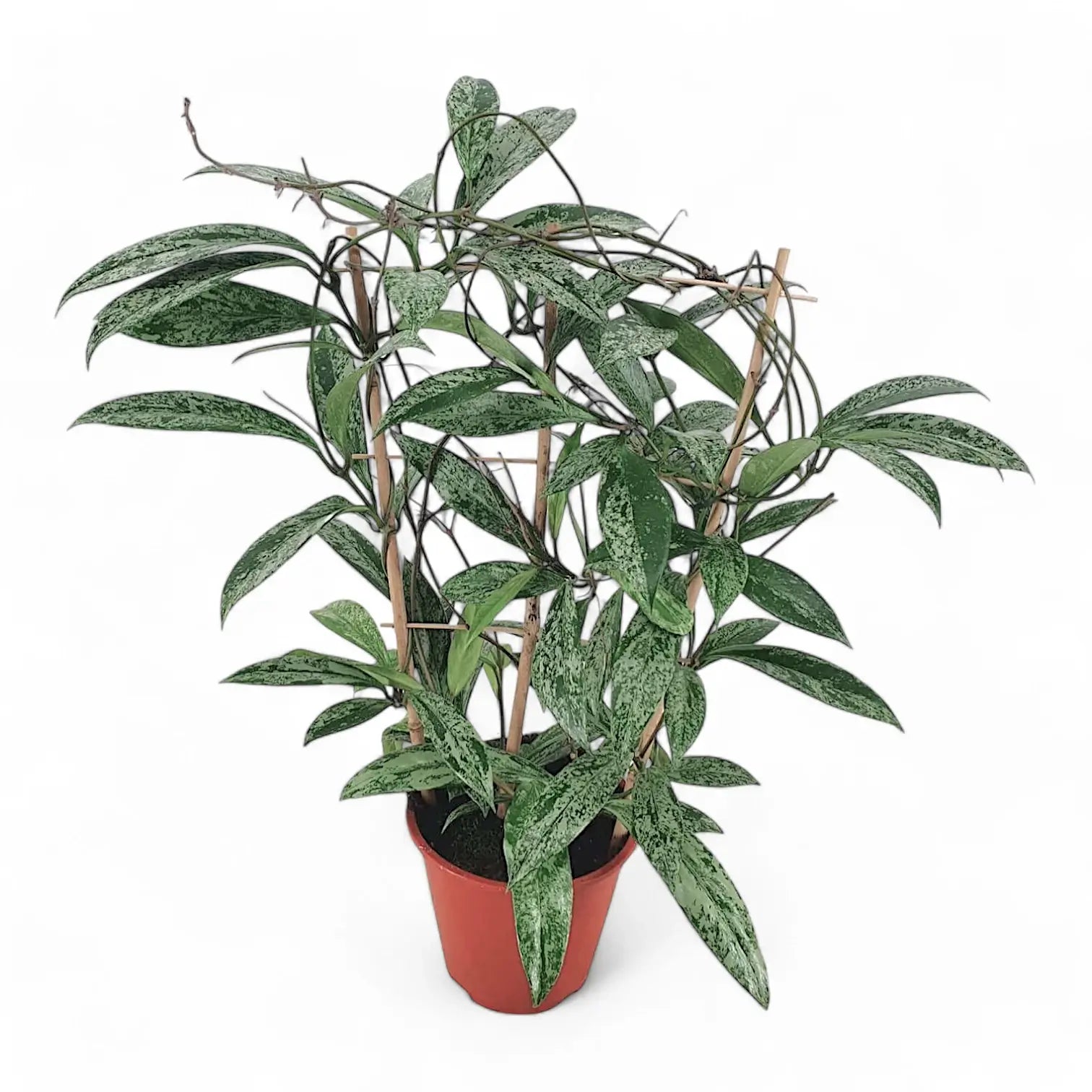 Hoya pubicalyx 'Silver Splash' ('Silver Spot') potted plant in nursery pot on white background.