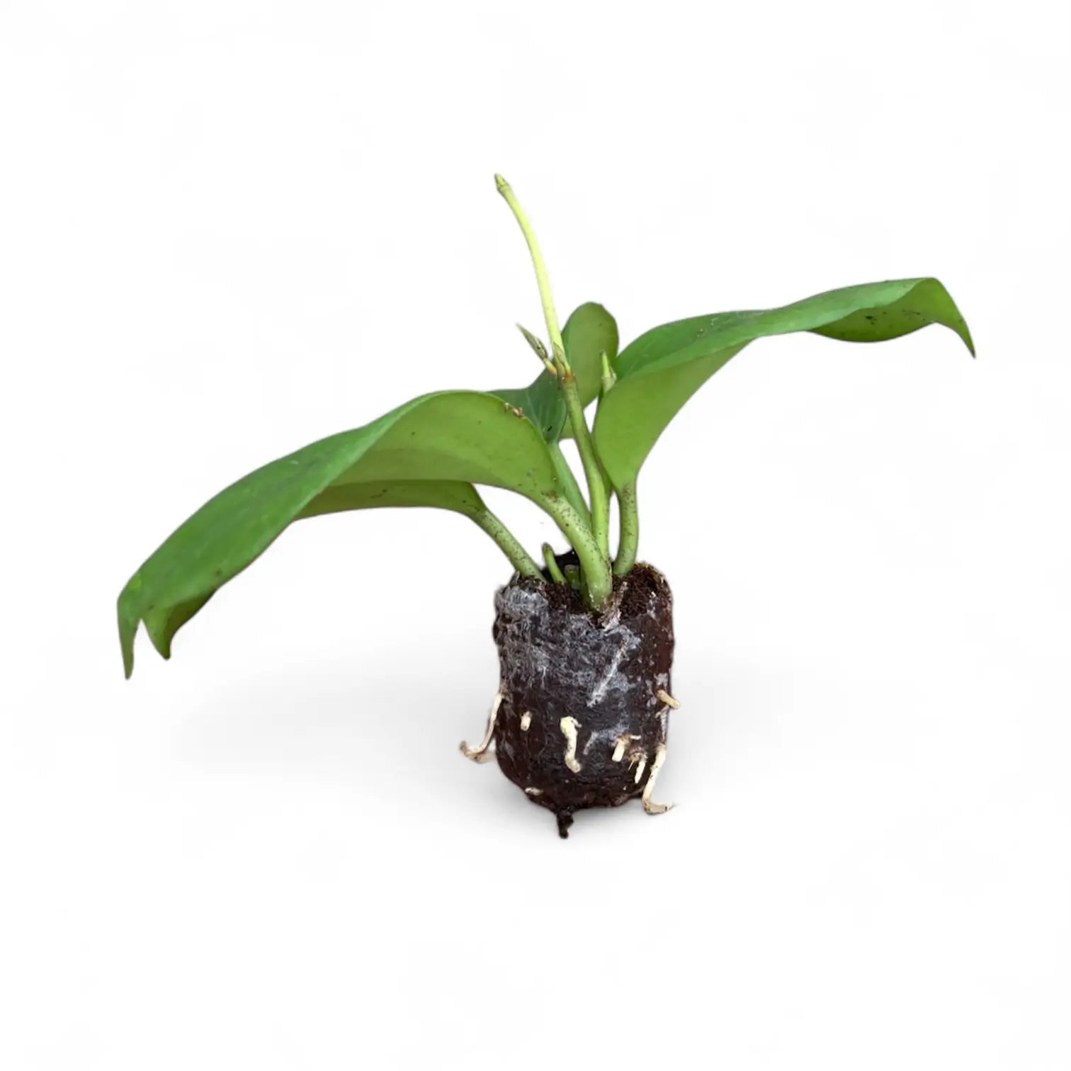 Hoya quinquenervia – Topfpflanze im Kulturtopf vor weißem Hintergrund, Produktfoto 4.