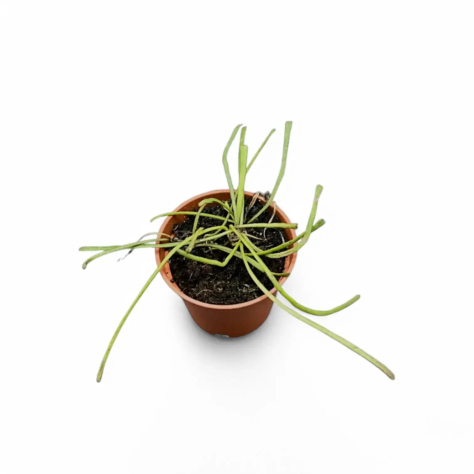 Hoya retusa potted plant in nursery pot on white background.
