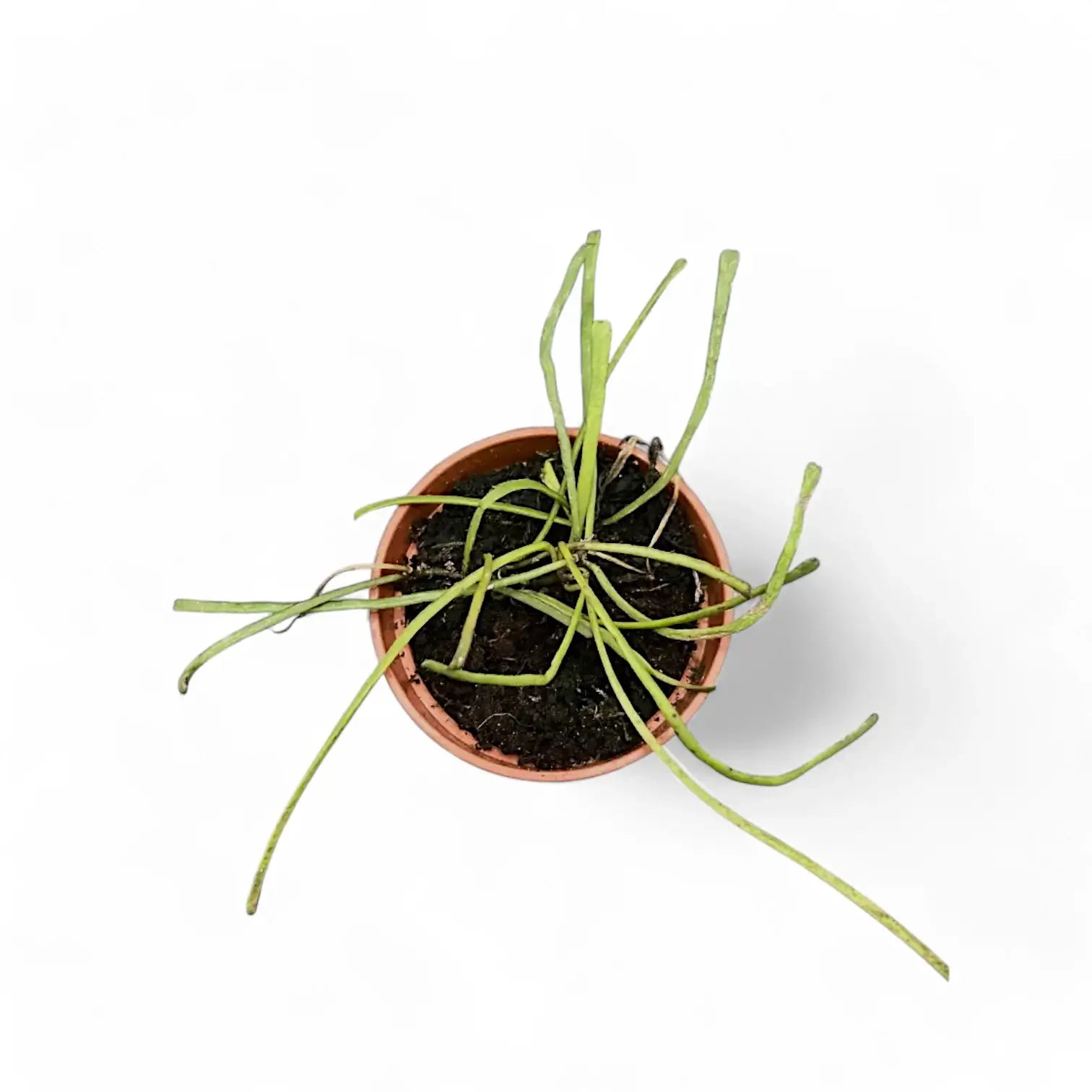 Hoya retusa potted plant in nursery pot on white background.