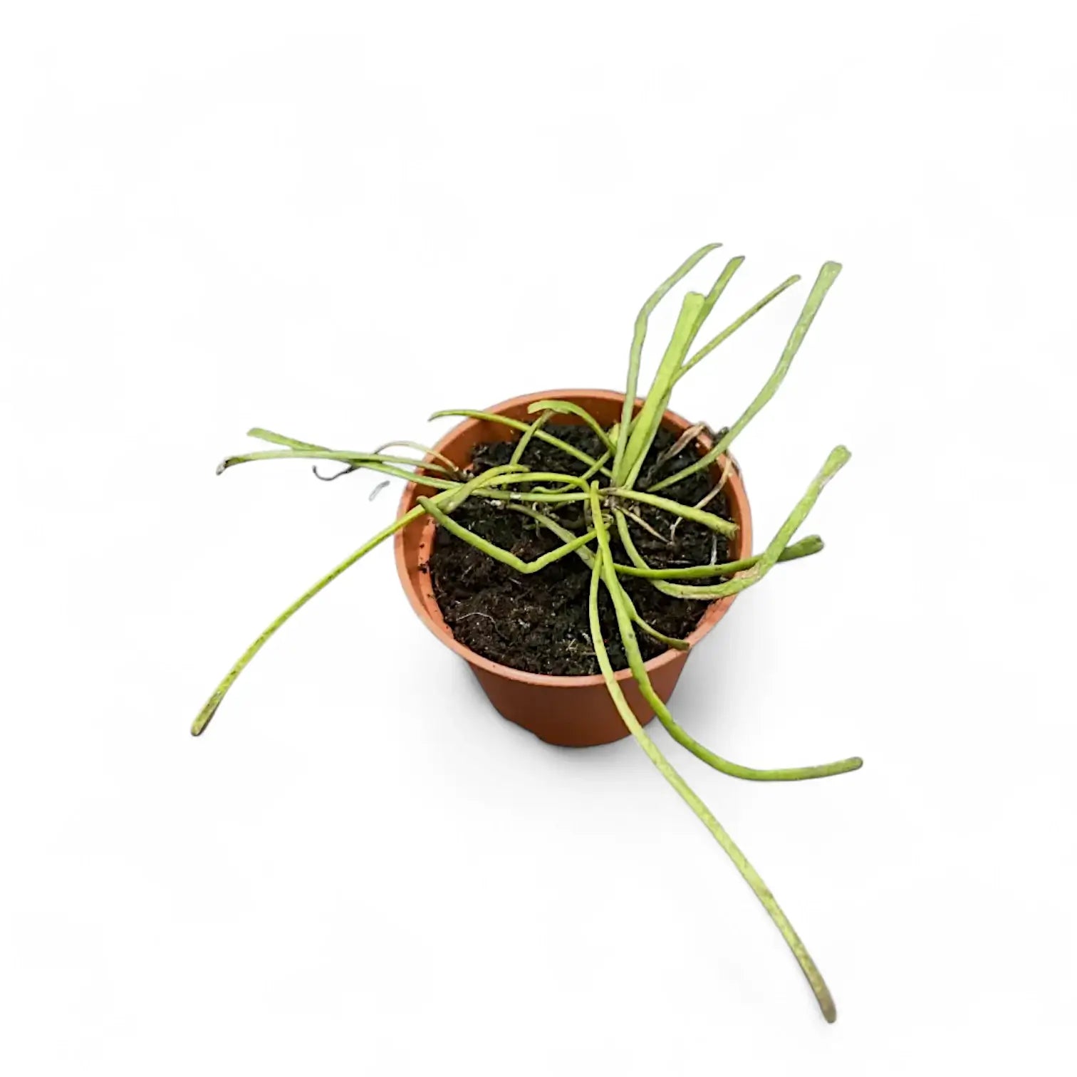 Hoya retusa potted plant in nursery pot on white background.