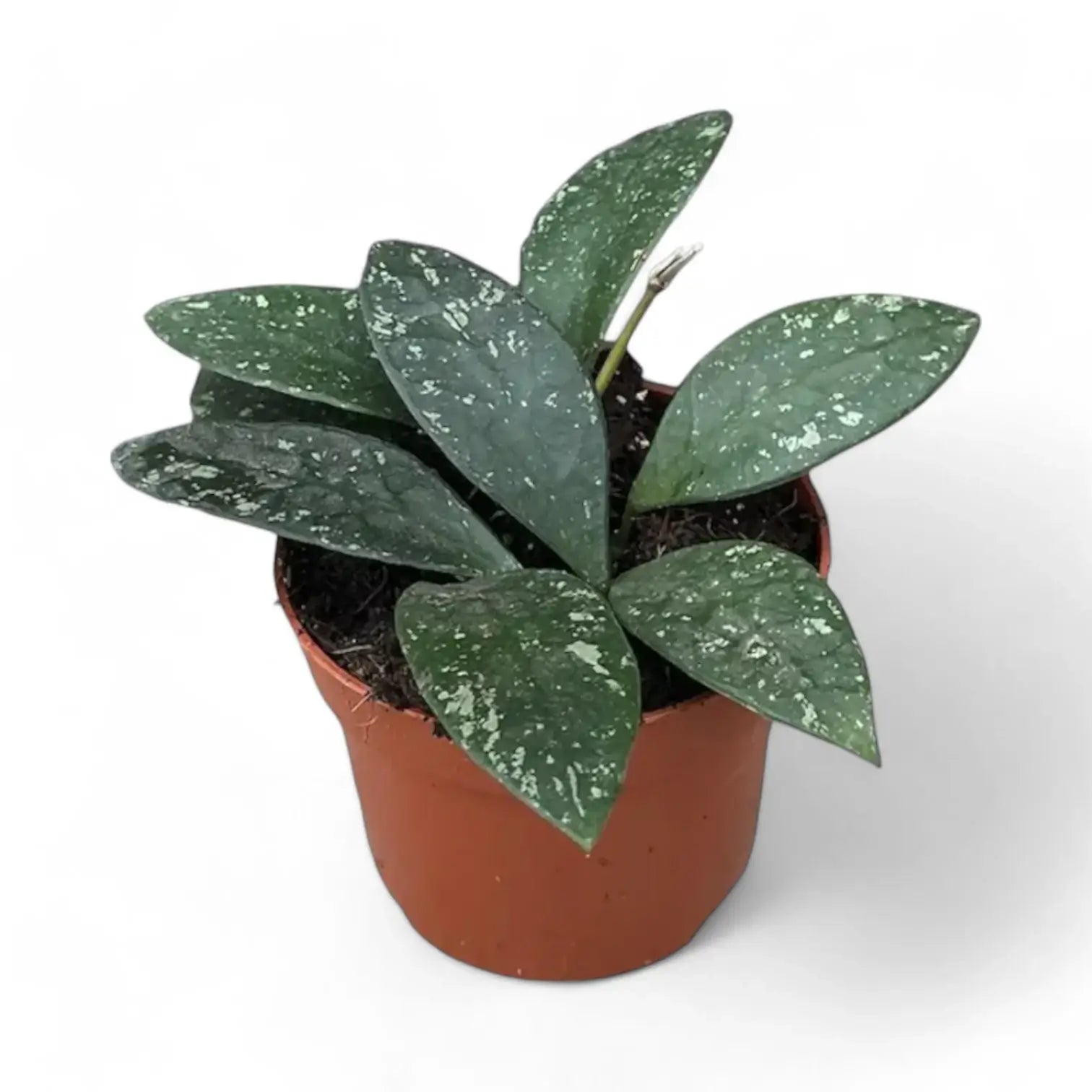 Hoya rundumensis 'Splash' potted plant in nursery pot on white background.