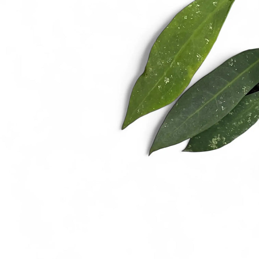 Hoya ruthiae – Blattdetail vor weißem Hintergrund..